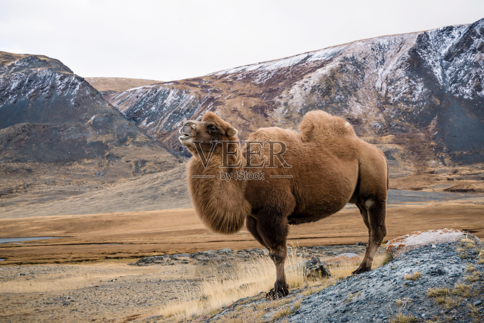 骆驼傲然站立在蒙古山前照片摄影图片