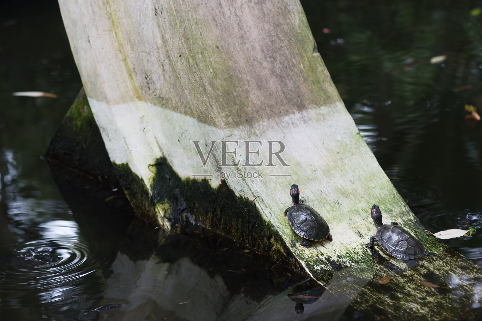 两只乌龟正试图爬上池塘里的一块圆形石头照片摄影图片