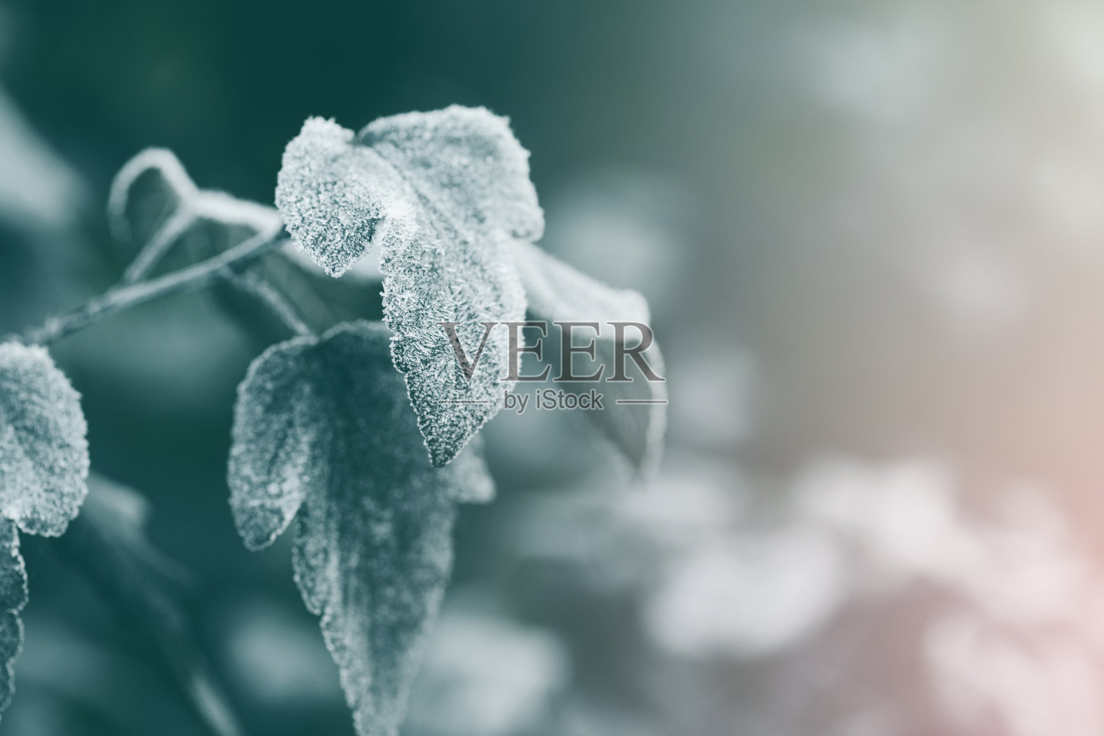 被霜覆盖的植物照片摄影图片