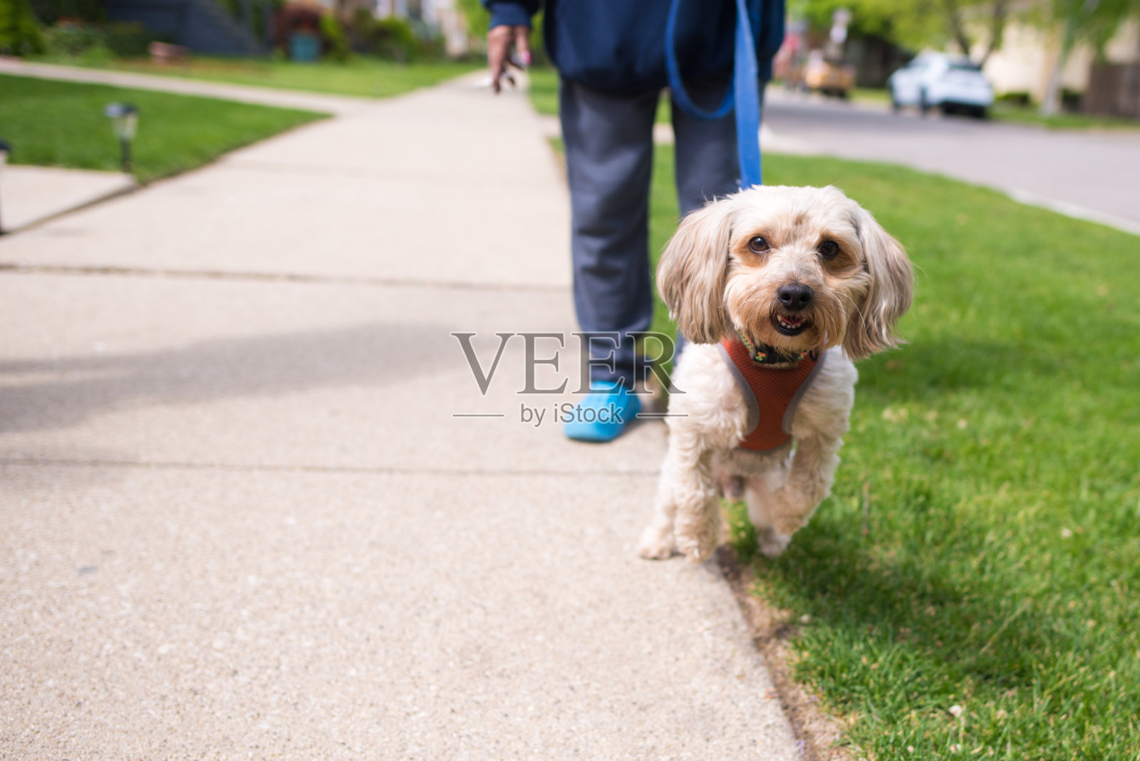 在郊区，可爱的小狗和她年长的主人一起散步照片摄影图片