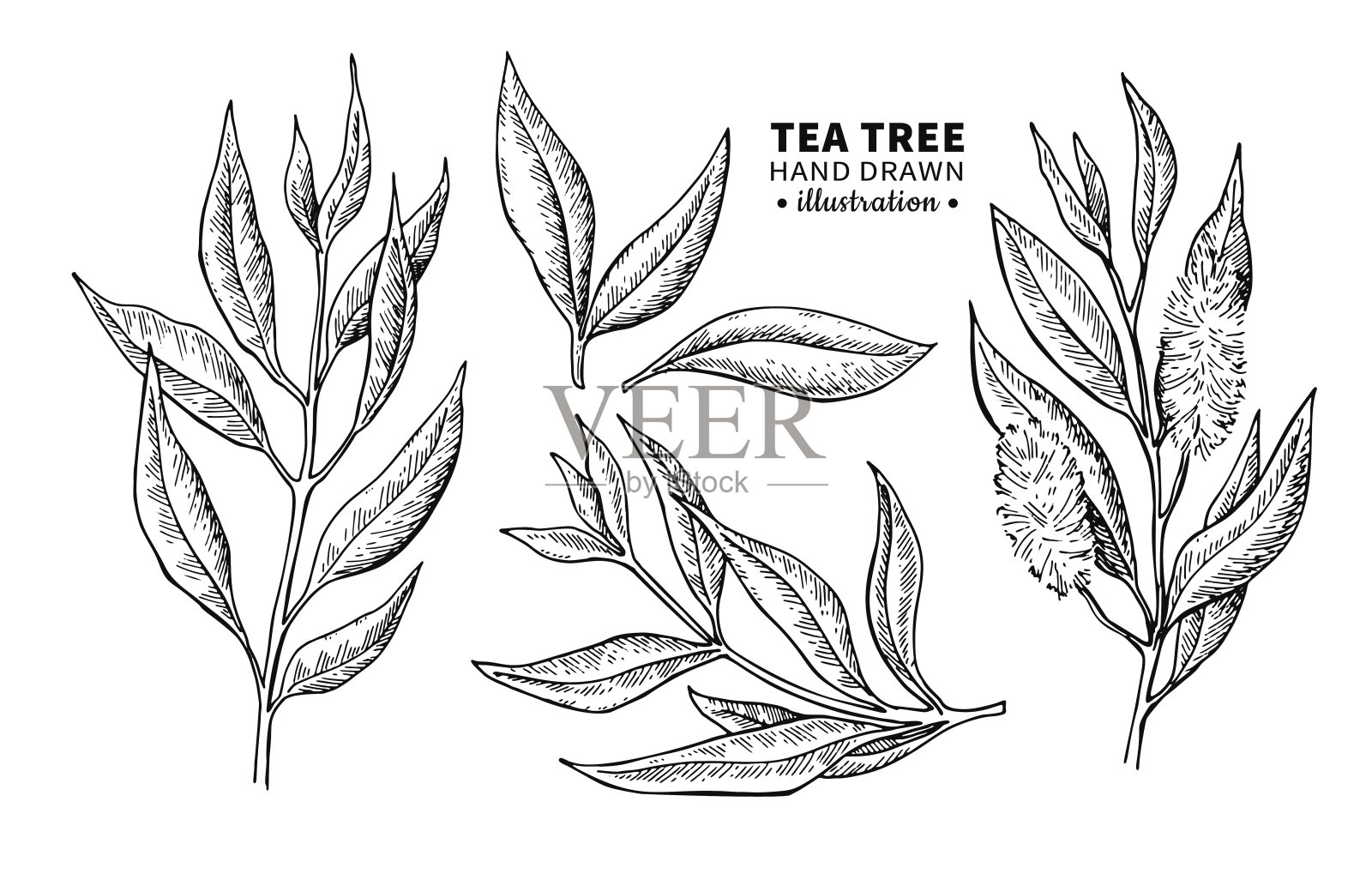 茶树矢量图。药用植物枝叶孤立的vintage插图。插画图片素材