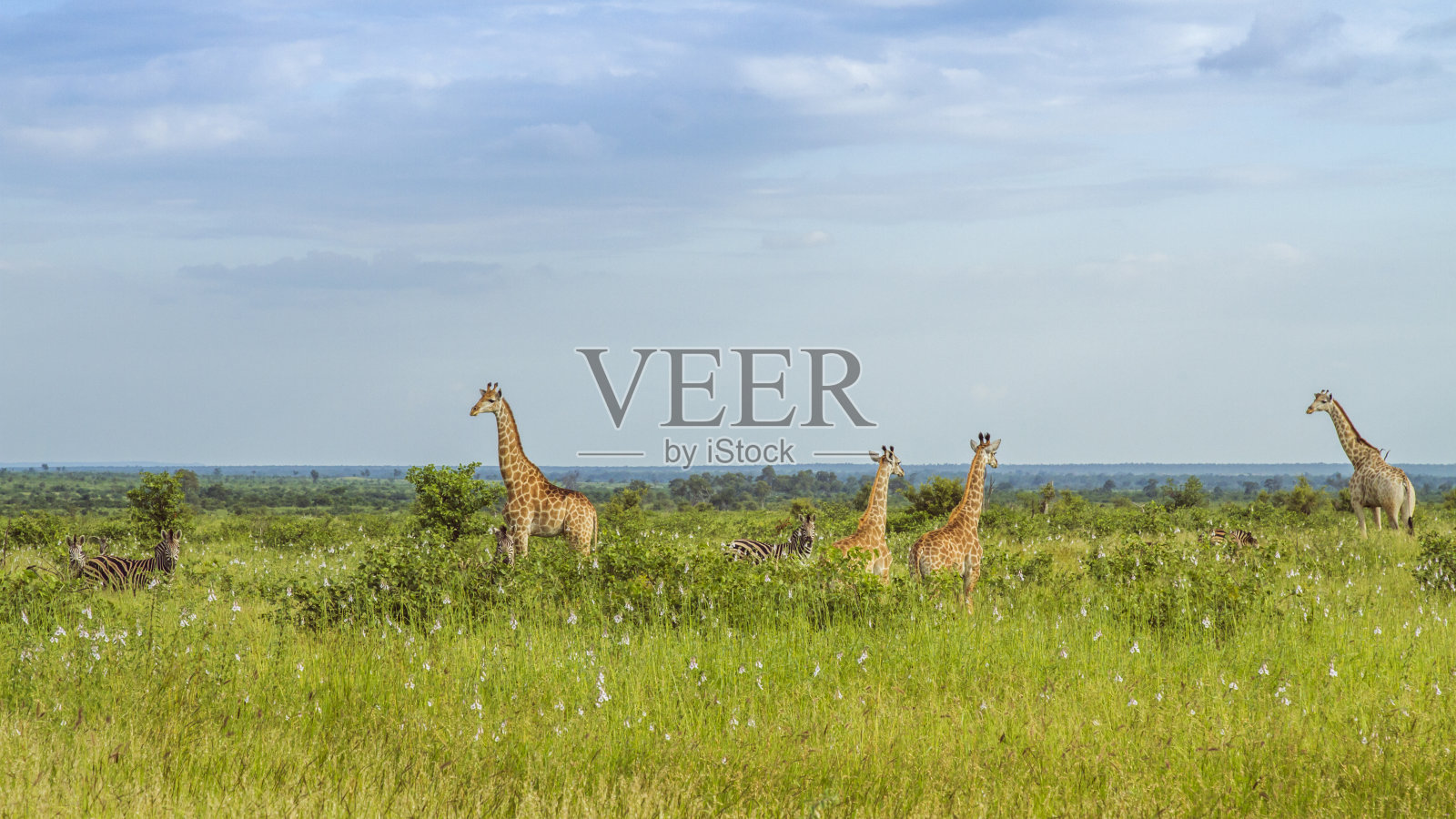 克鲁格公园绿色草原上的非洲长颈鹿照片摄影图片