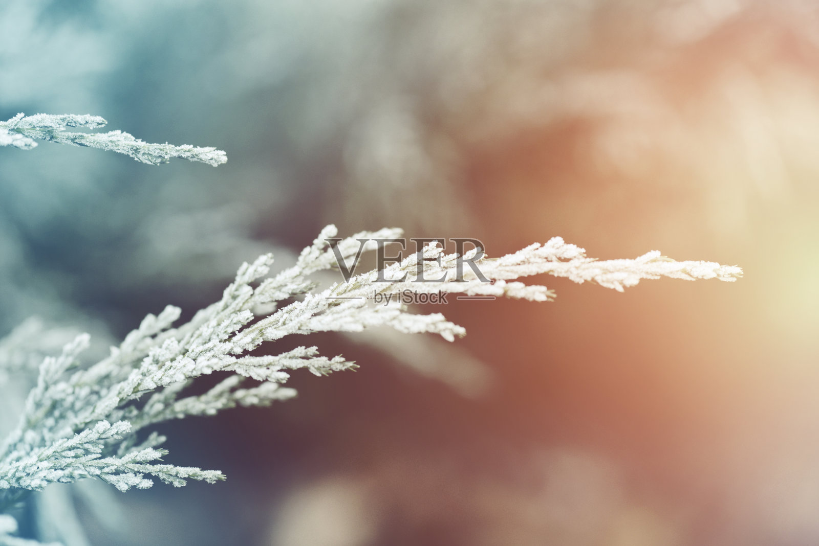 被霜覆盖的植物(针叶树)照片摄影图片