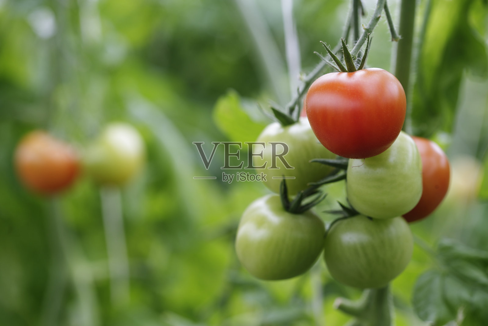 番茄种植照片摄影图片