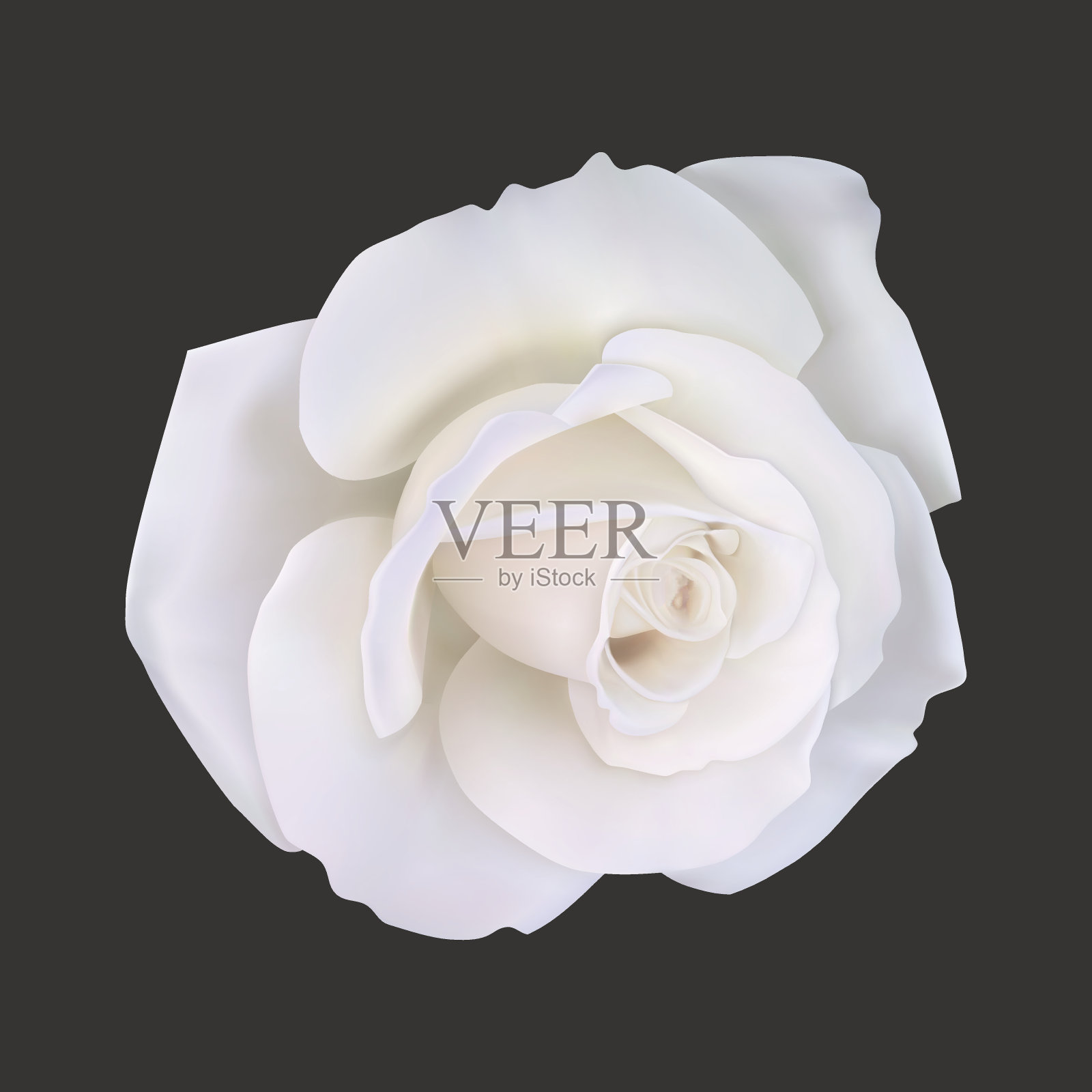 现实的白玫瑰，矢量插图插画图片素材