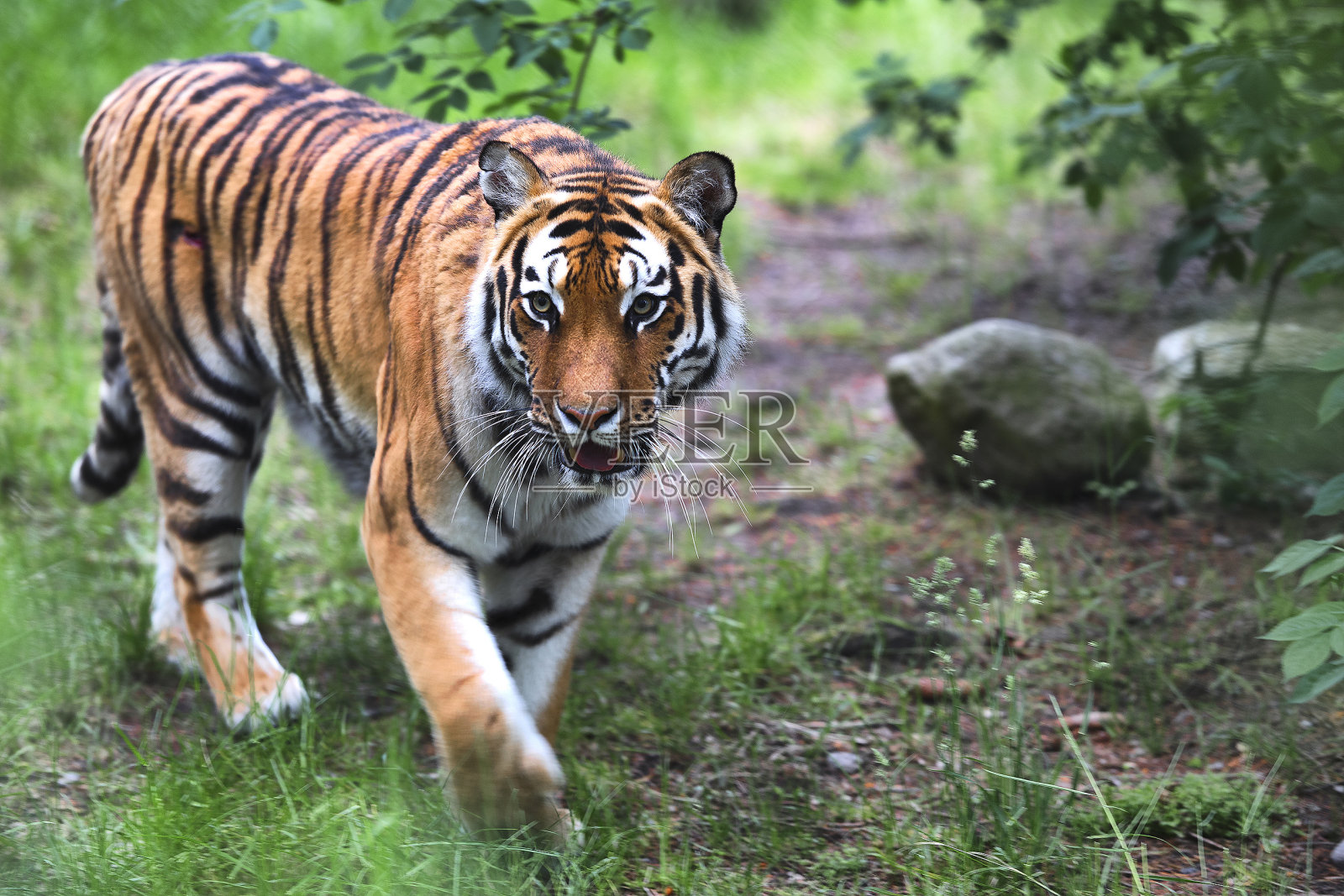 老虎正在树林里散步照片摄影图片