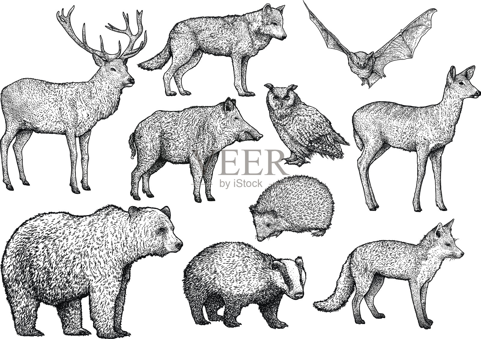 森林动物插画、素描、雕刻、水墨、线条艺术、矢量设计元素图片