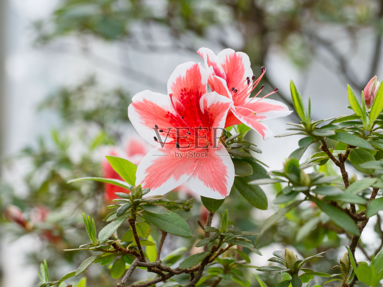 两朵精致的粉红色和白色的花——杜鹃花的花蕾，开在树枝上。照片摄影图片