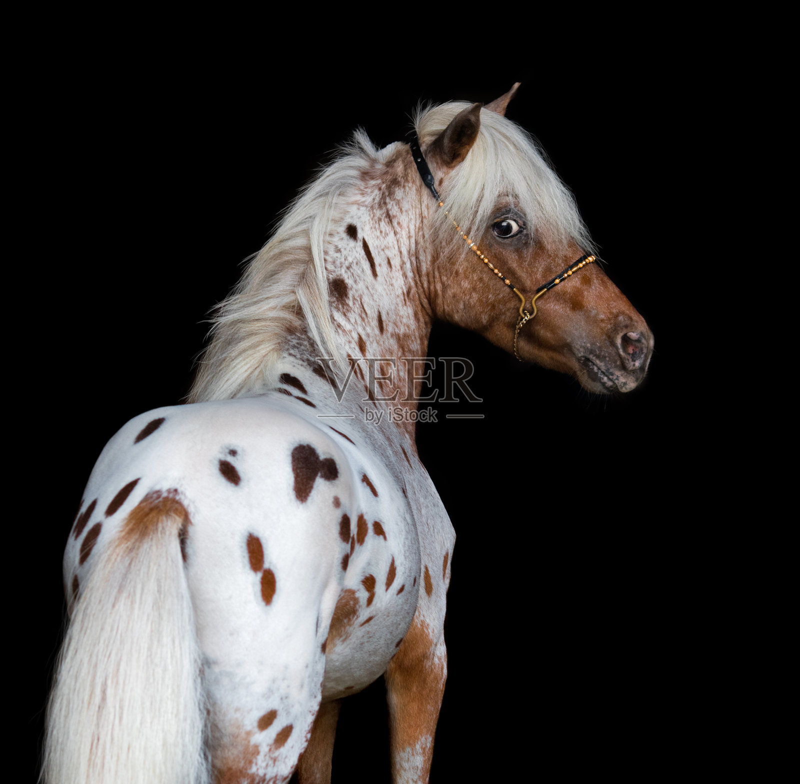 肖像在黑色背景的阿帕卢萨美国迷你马。照片摄影图片