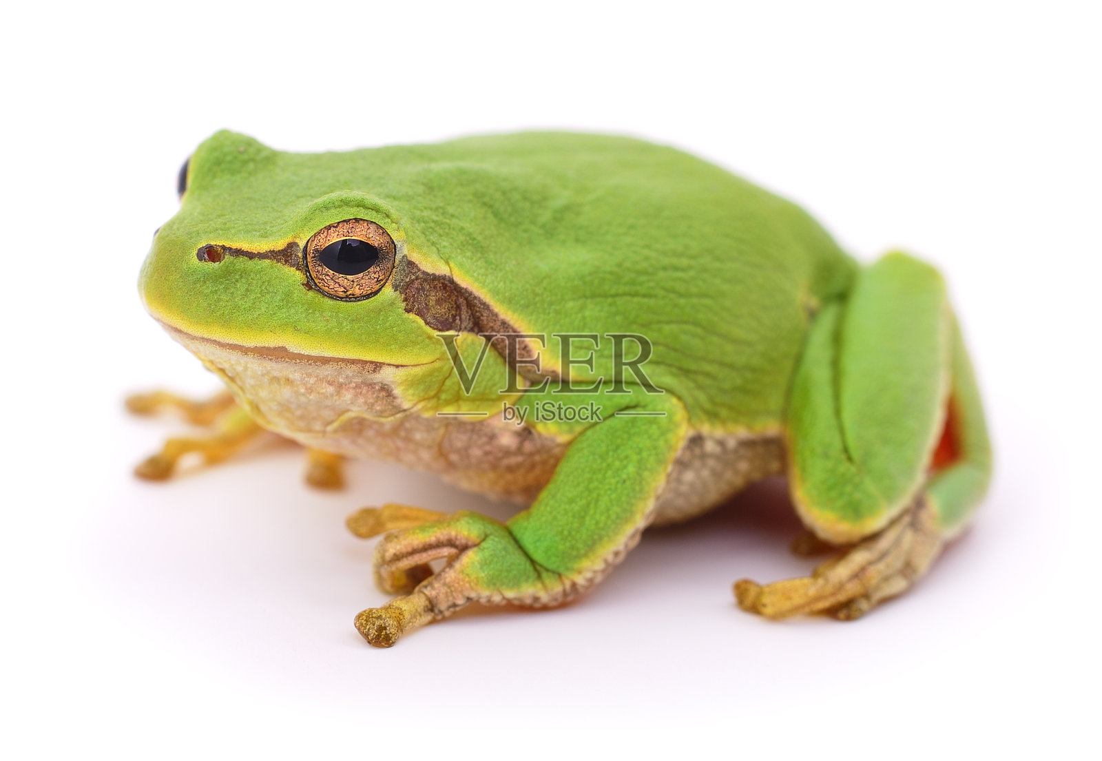 绿色的小青蛙孤立。照片摄影图片