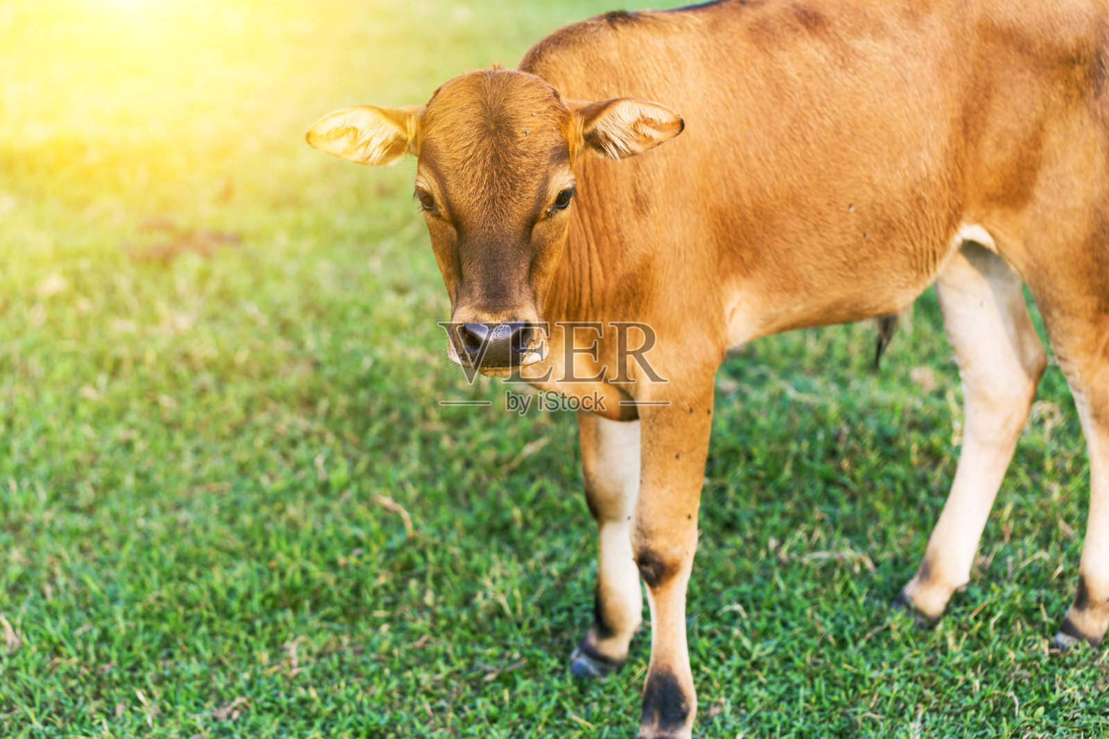 牛群在草地上吃草照片摄影图片