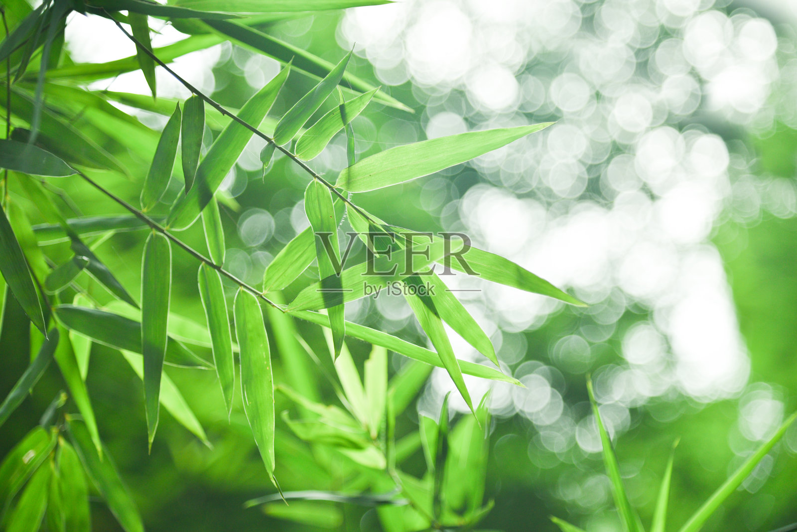 竹叶和抽象的绿色背景散景。长途跋涉的背景,有选择性的重点照片摄影图片