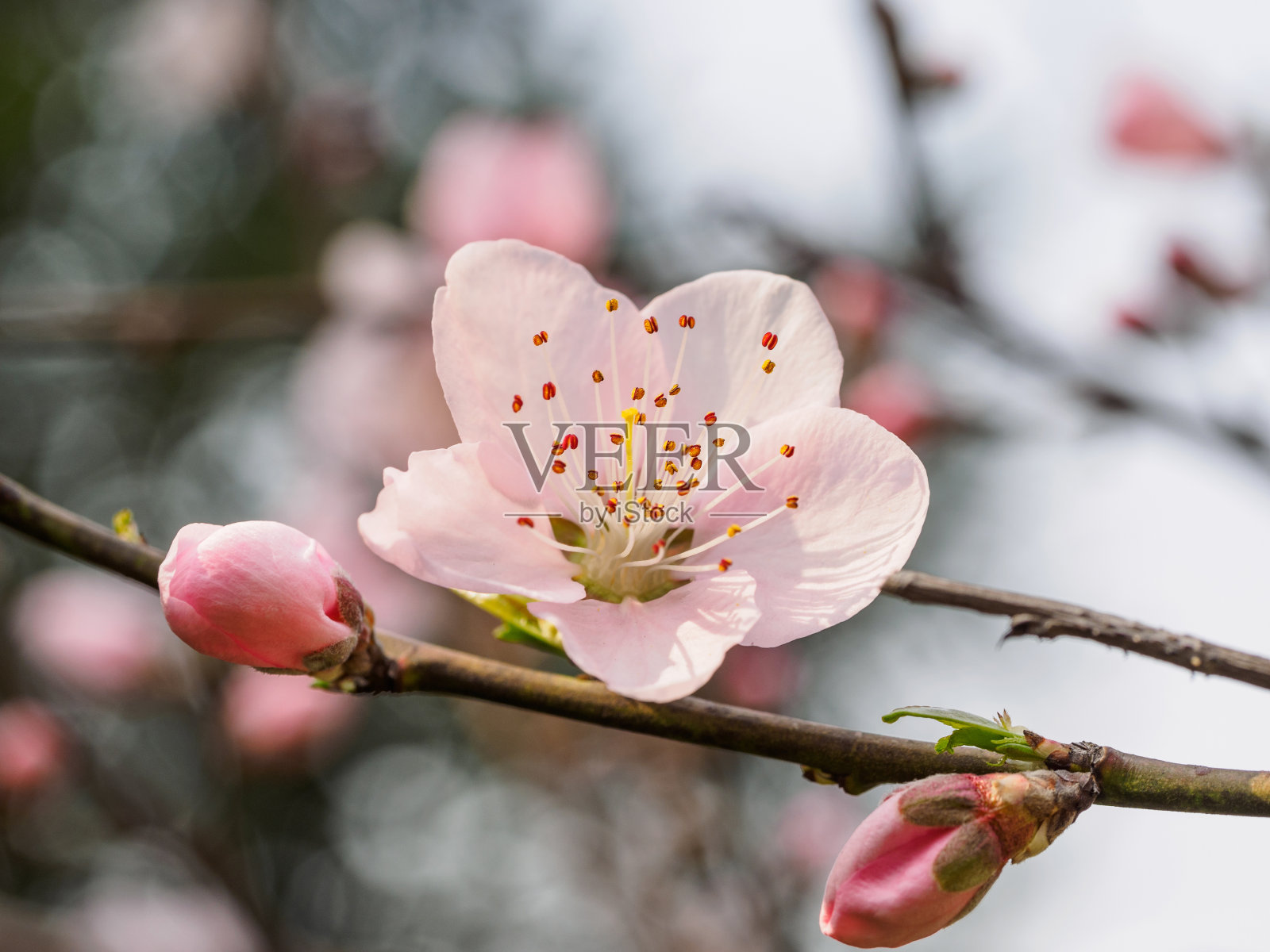 春花系列中，美丽的桃花与大自然模糊了背景，集中在雄蕊上。照片摄影图片