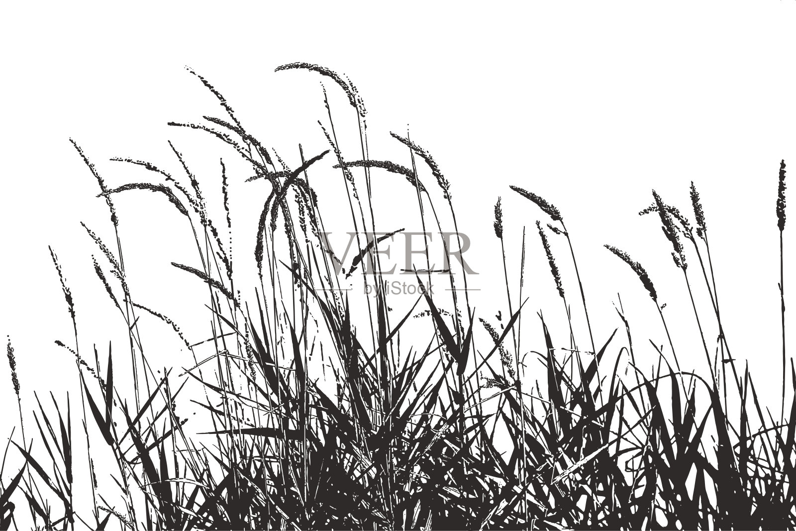 剪影插图的草植物与种子插画图片素材