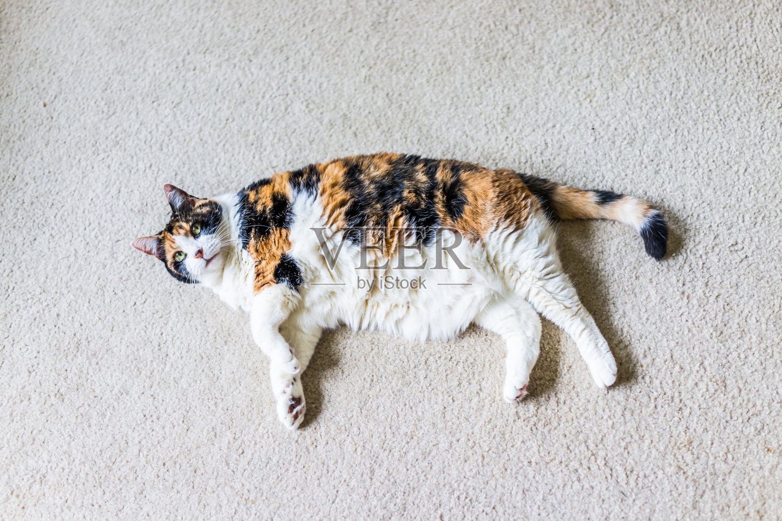 懒惰的印花布猫的特写躺在地毯上向上看在家里的客厅照片摄影图片