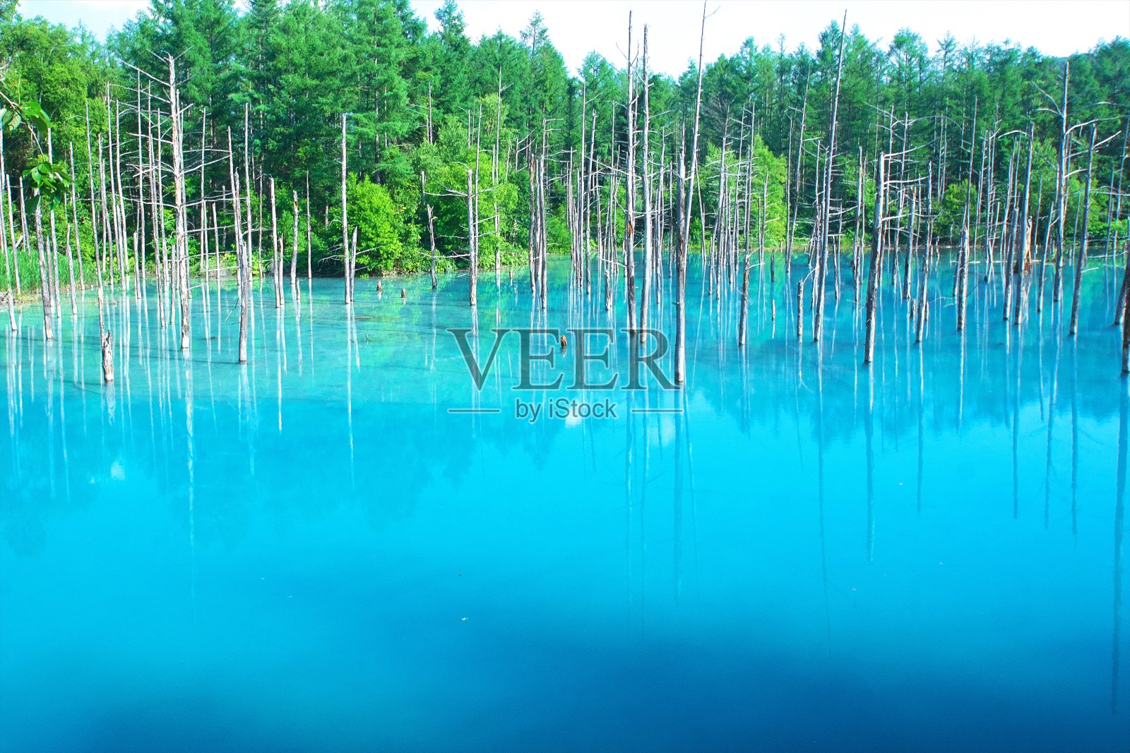 Biei是蓝色的池塘照片摄影图片