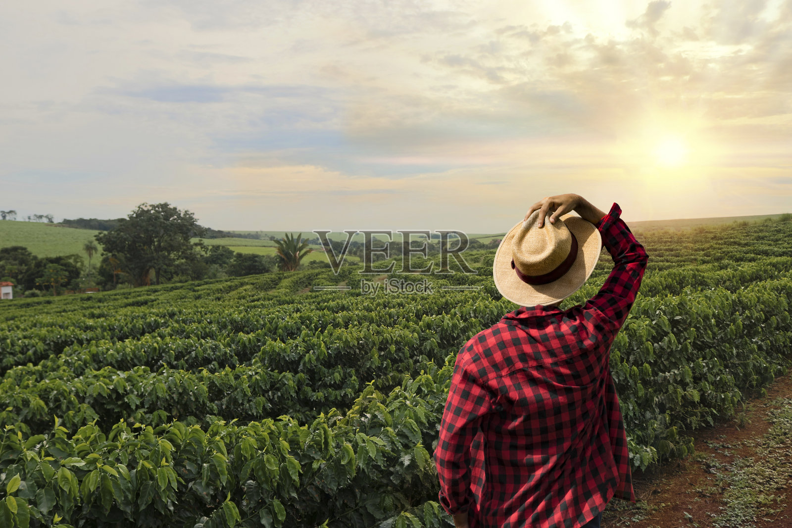 一个戴着帽子的农民站在咖啡种植园里照片摄影图片