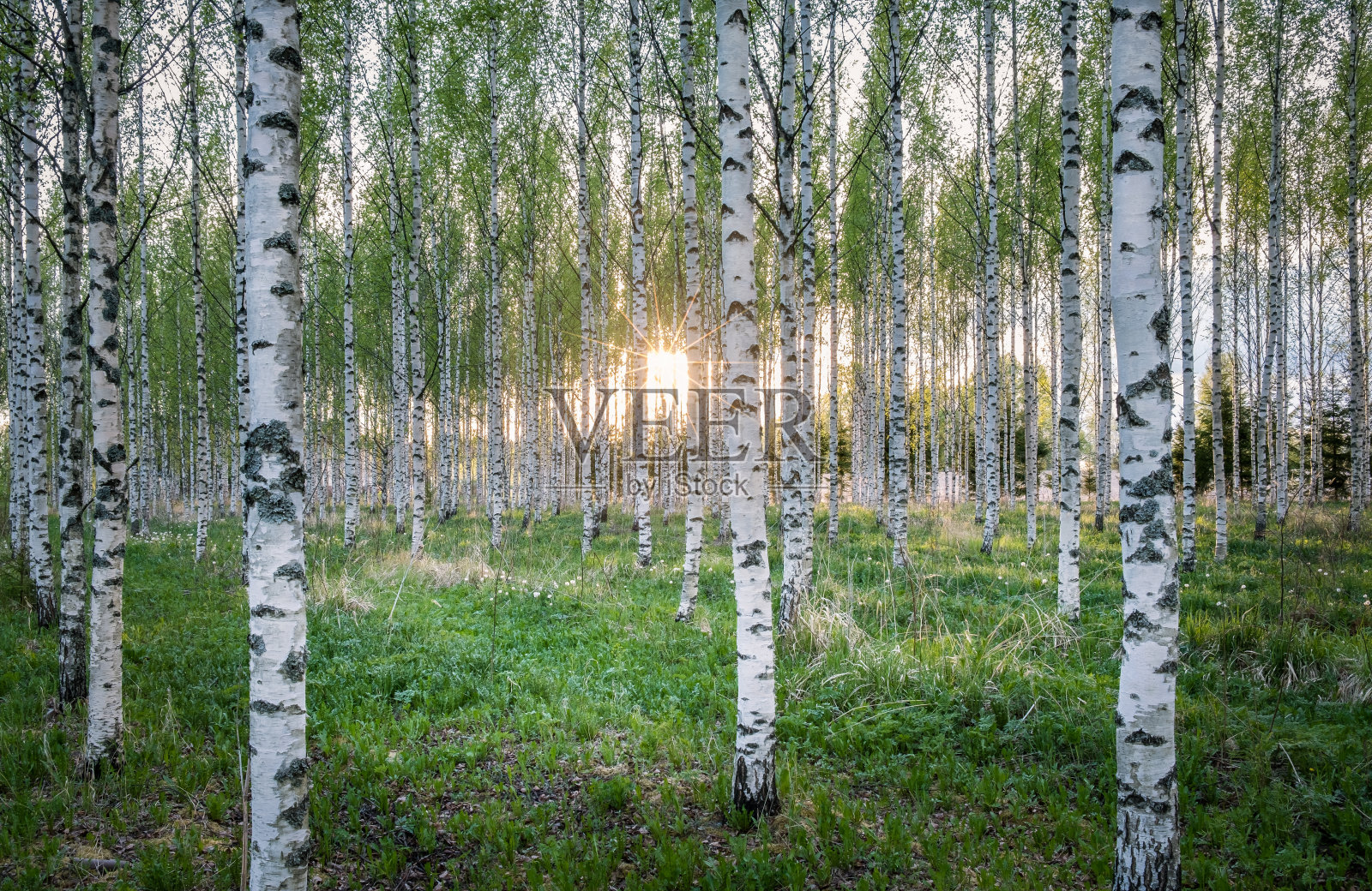 风景优美，有许多白桦树，夏夜阳光灿烂照片摄影图片