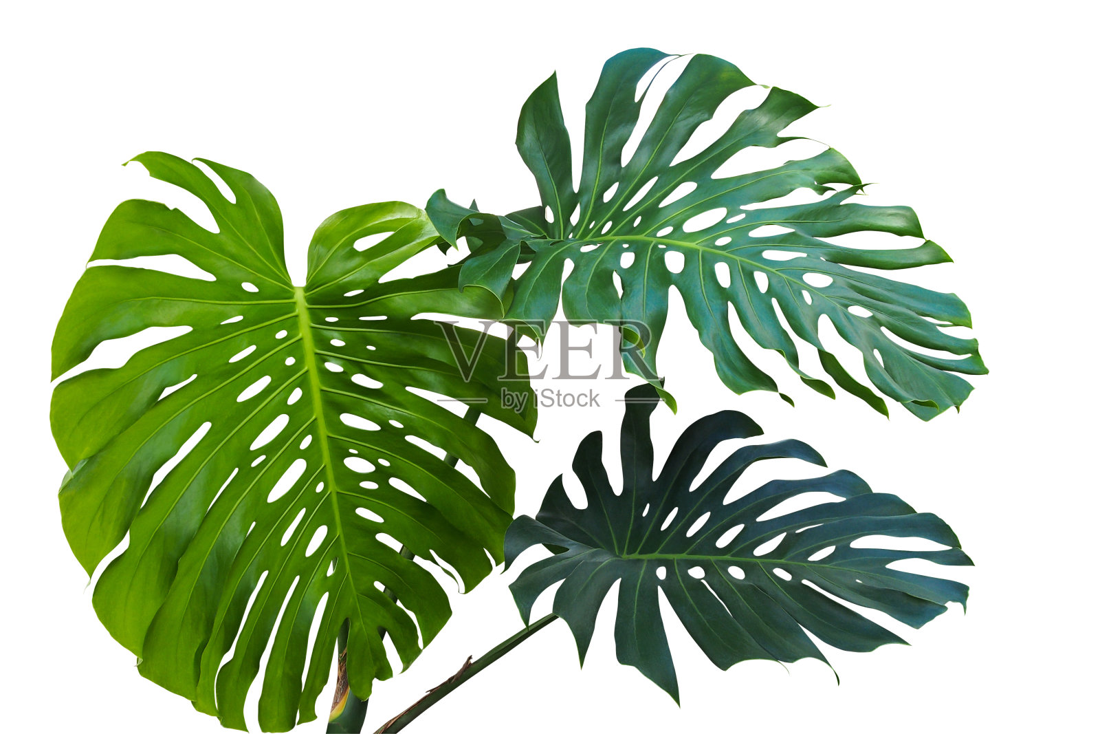 大绿叶或裂叶philodendron (monstera deliciosa)热带叶植物生长在野生孤立的白色背景，包括修剪路径。照片摄影图片