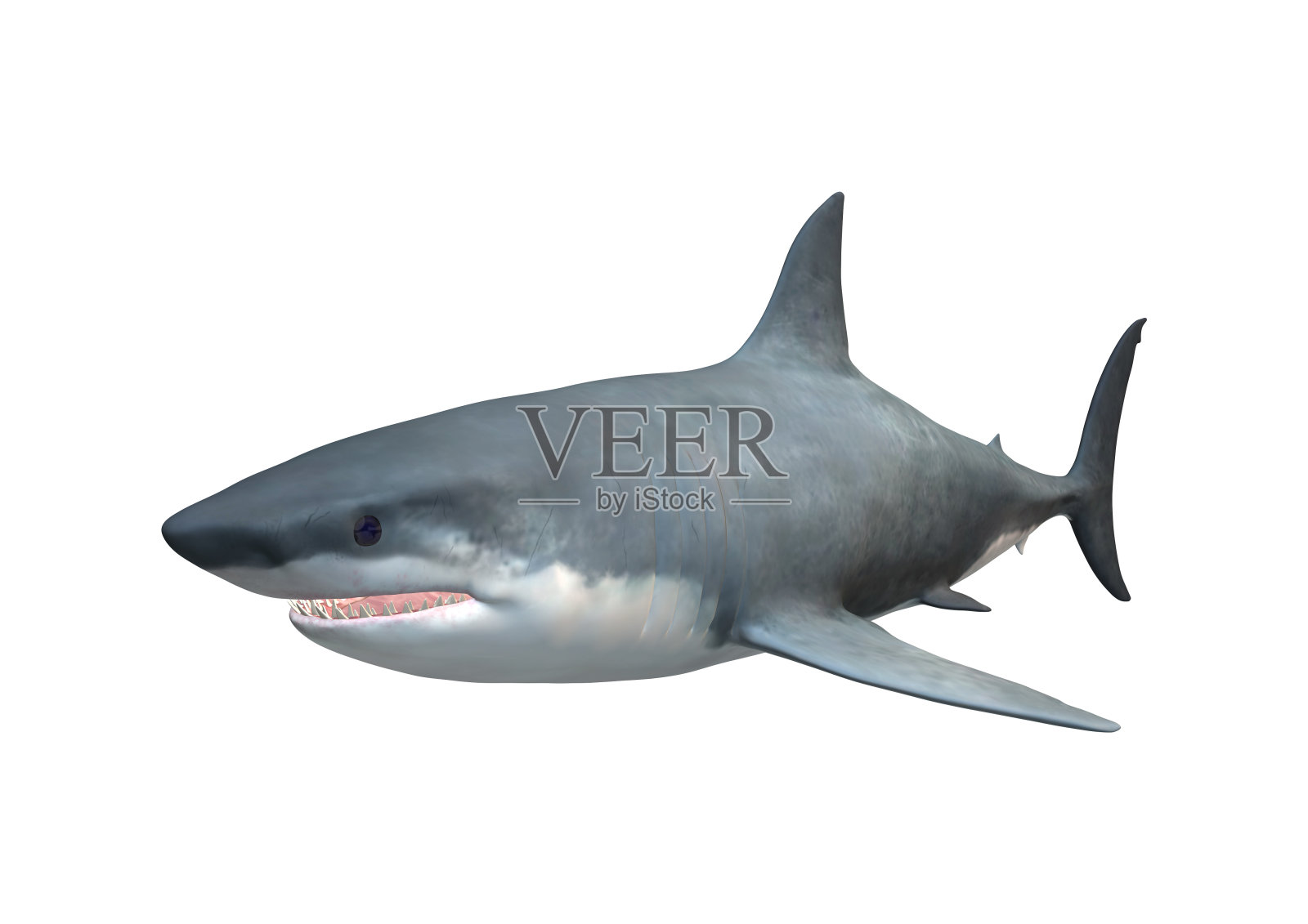 3D渲染巨齿鲨或Carcharocles巨齿鲨在白色照片摄影图片