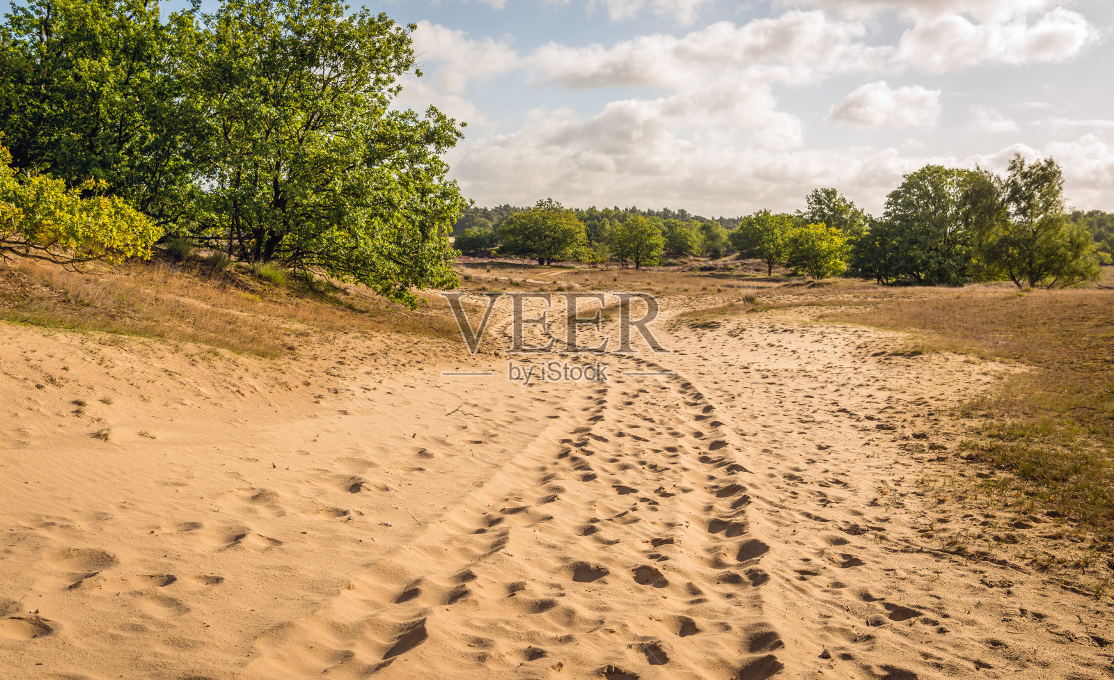 蜿蜒的沙道穿过荷兰国家公园的流沙照片摄影图片