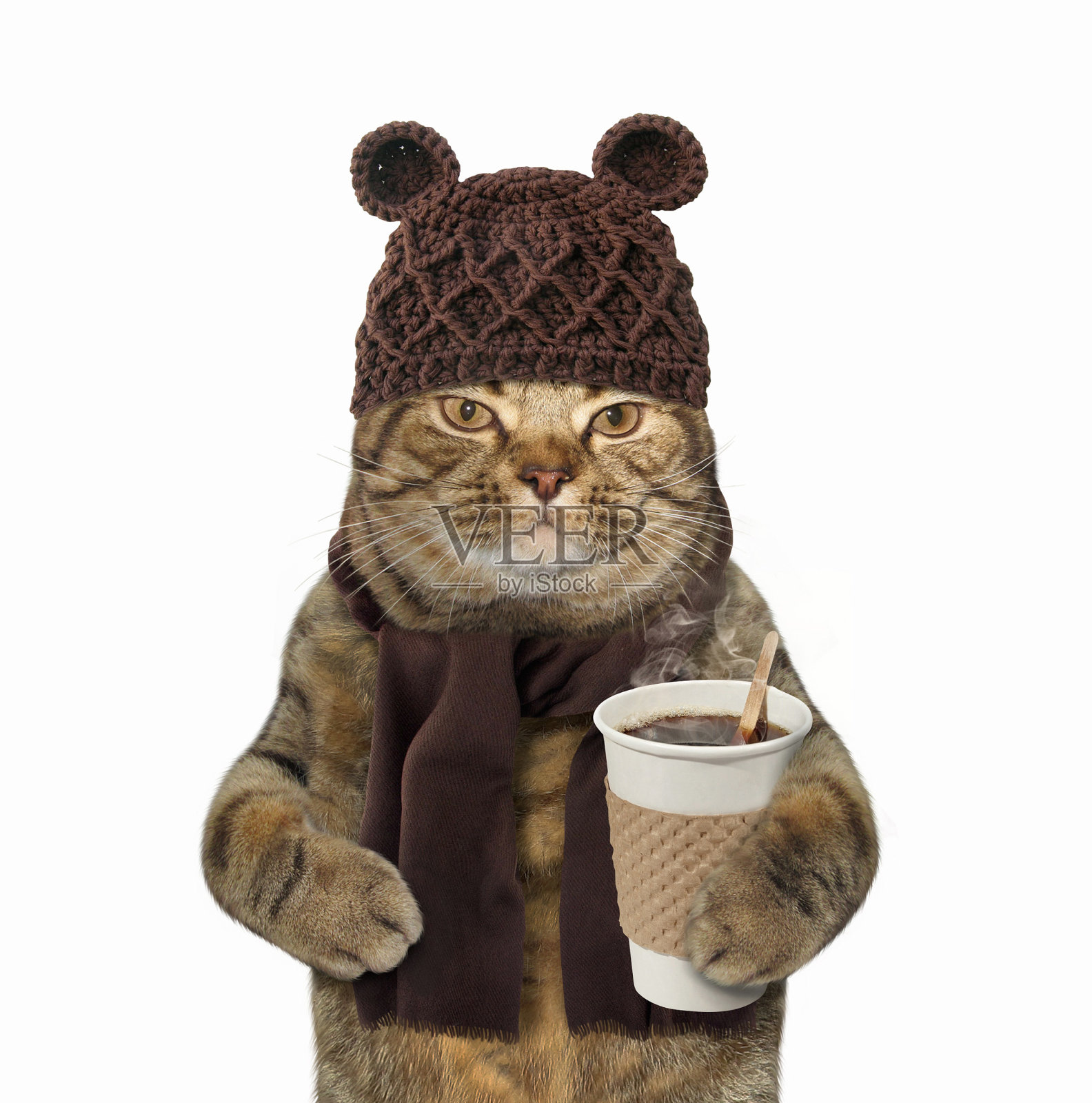 猫在编织有咖啡照片摄影图片