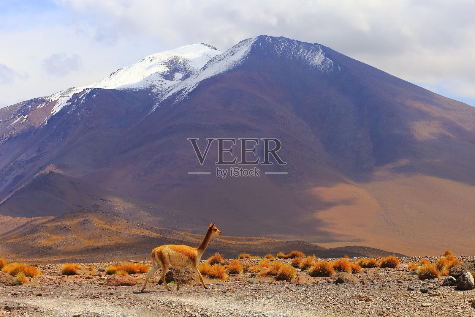 小羊驼，野生动物在玻利维亚安第斯高原和田园诗般的阿塔卡马沙漠，火山景观全景-波托西地区，玻利维亚安第斯，智利，Bolívia和阿根廷边境照片摄影图片