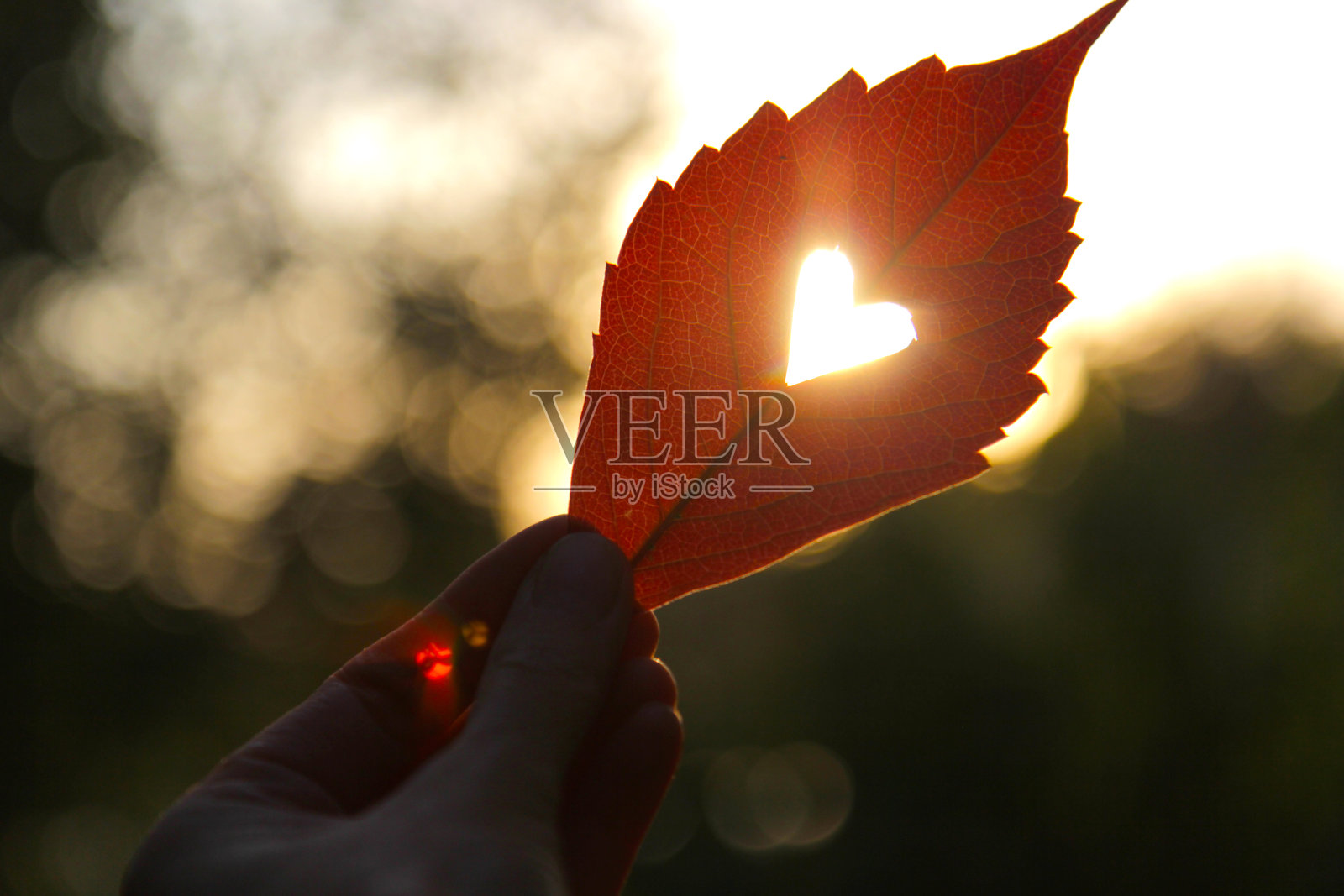 秋天的红叶用手切着一颗心照片摄影图片