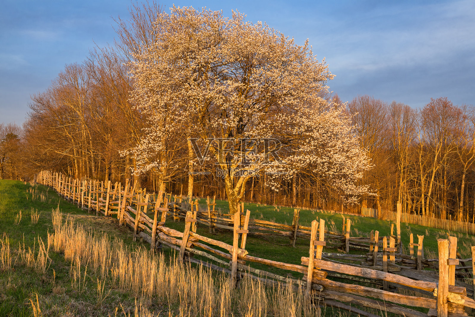 开花的山茱萸树和篱笆在傍晚的光照片摄影图片