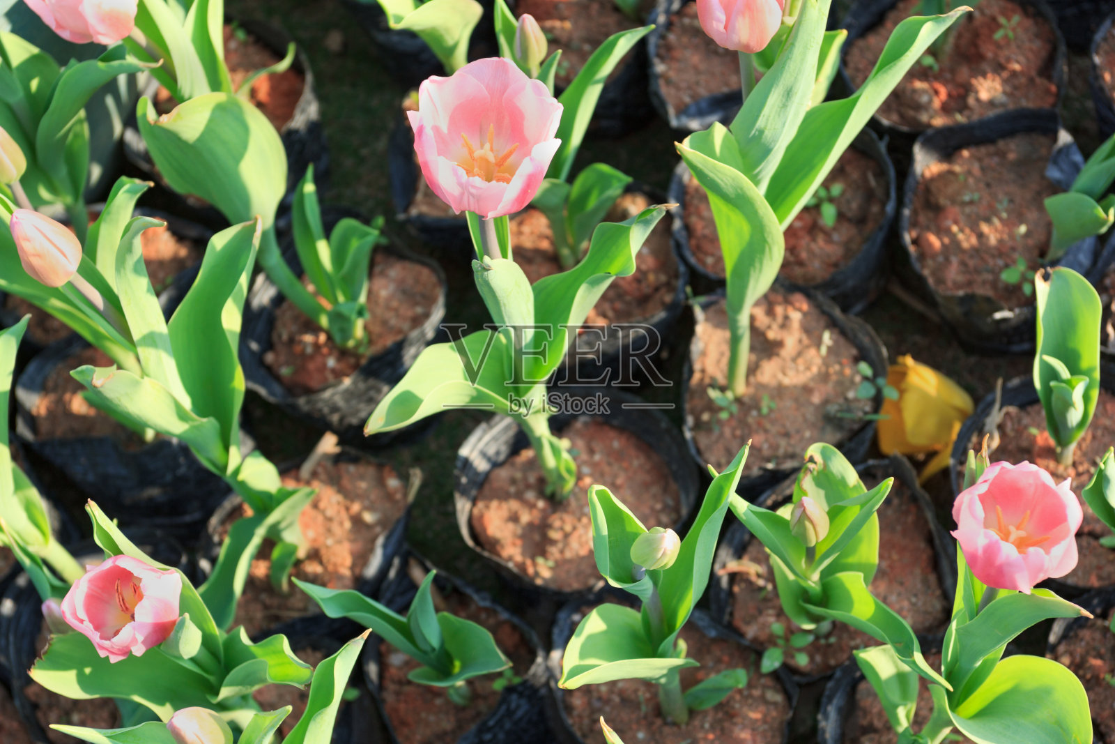 美丽的郁金香花和绿叶的背景在花园里照片摄影图片