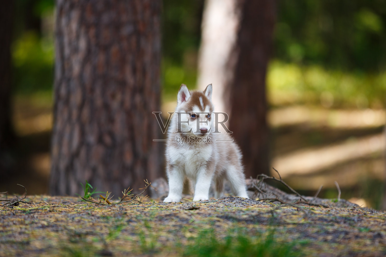 森林里的哈士奇小狗照片摄影图片