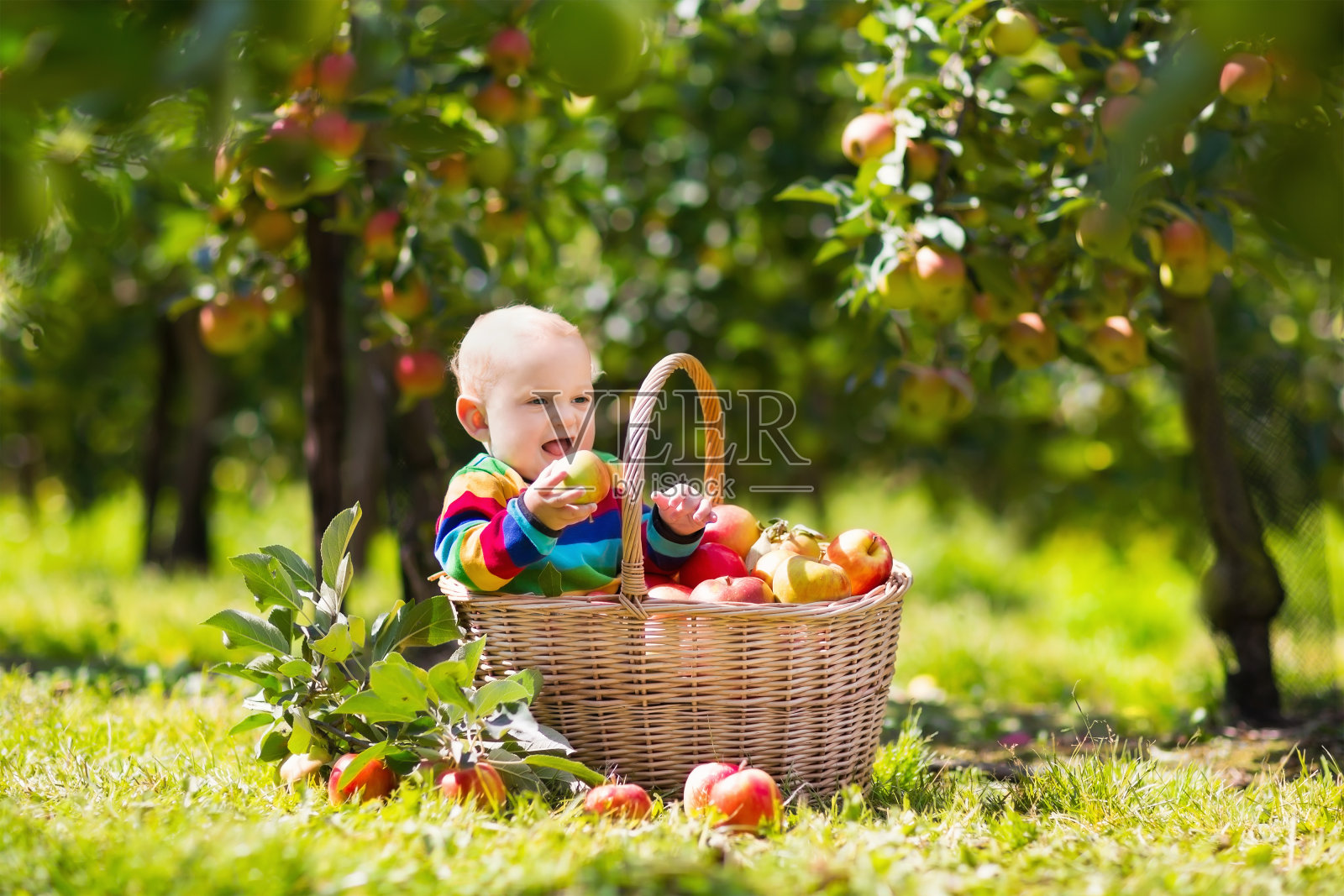 秋天果园里的苹果篮子里的婴儿照片摄影图片