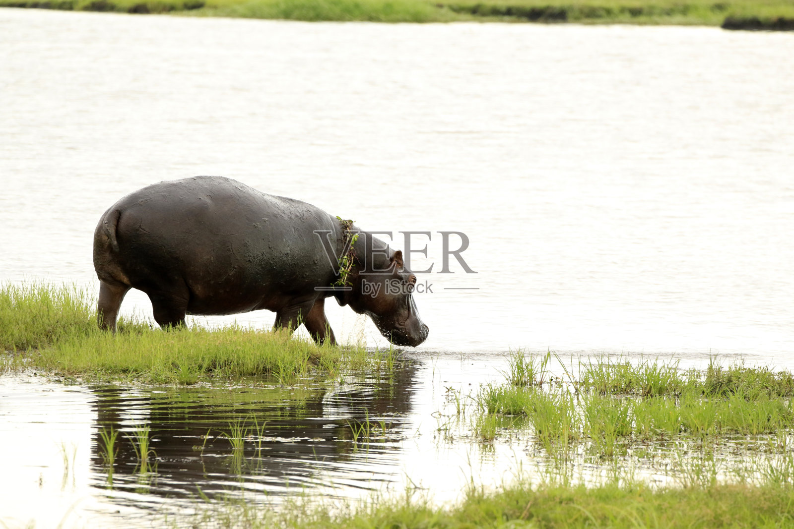 河马非洲野生动物游猎动物河岸草原荒野丘比自然照片摄影图片