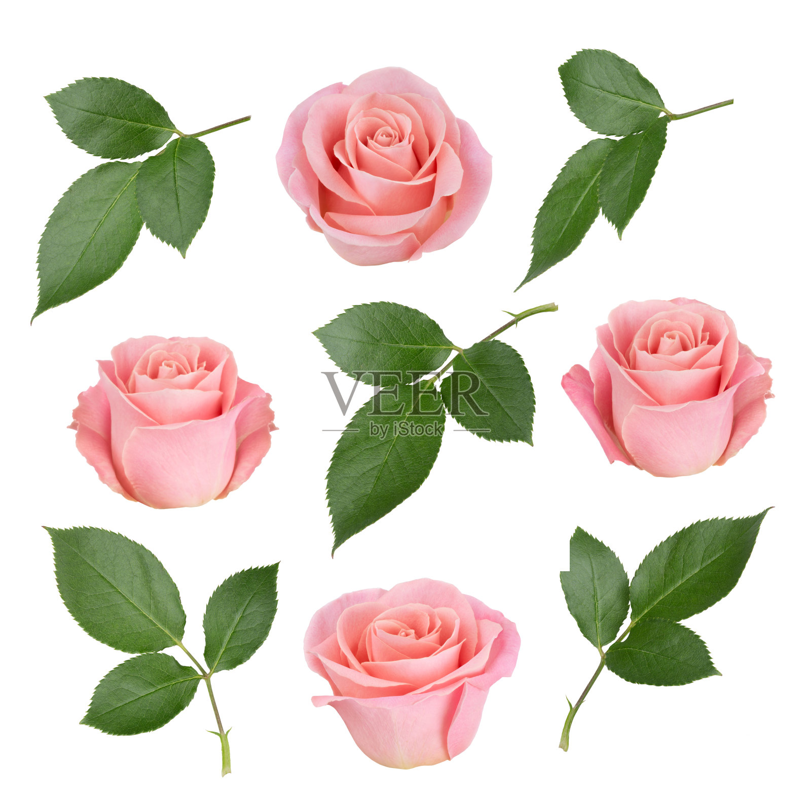 用粉红色的玫瑰和叶子。作为设计元素。照片摄影图片