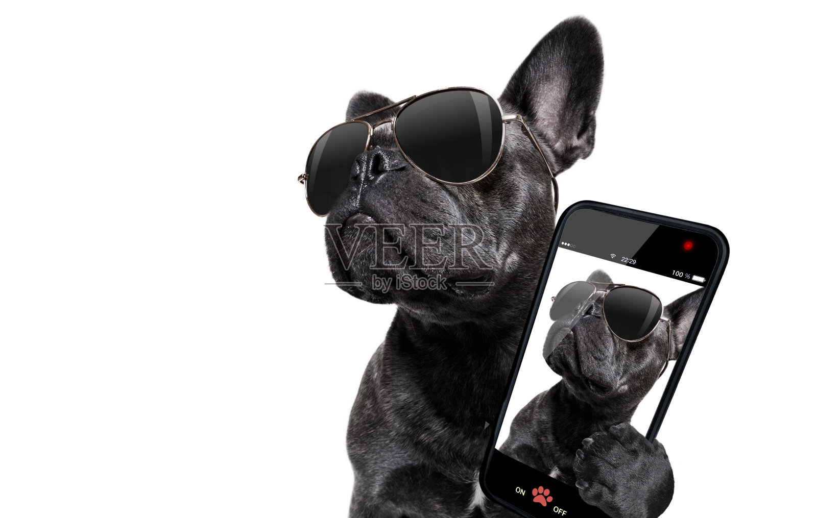 戴着太阳镜的狗摆姿势照片摄影图片
