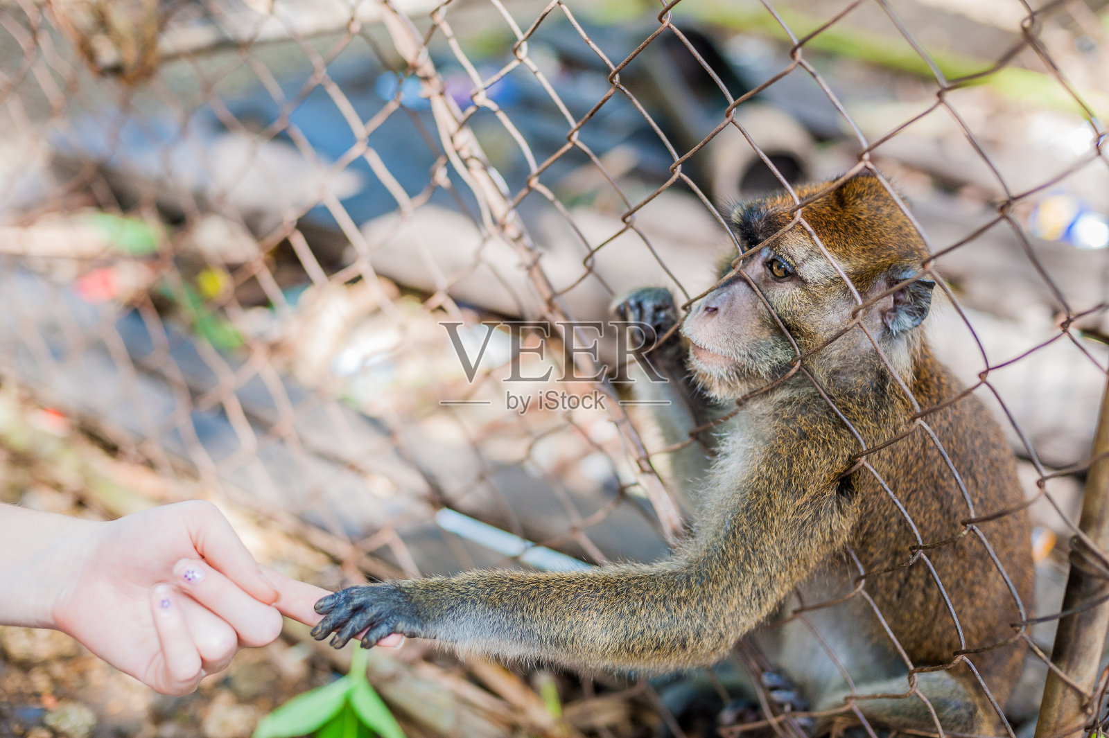 猴子透过铁栏往外看照片摄影图片