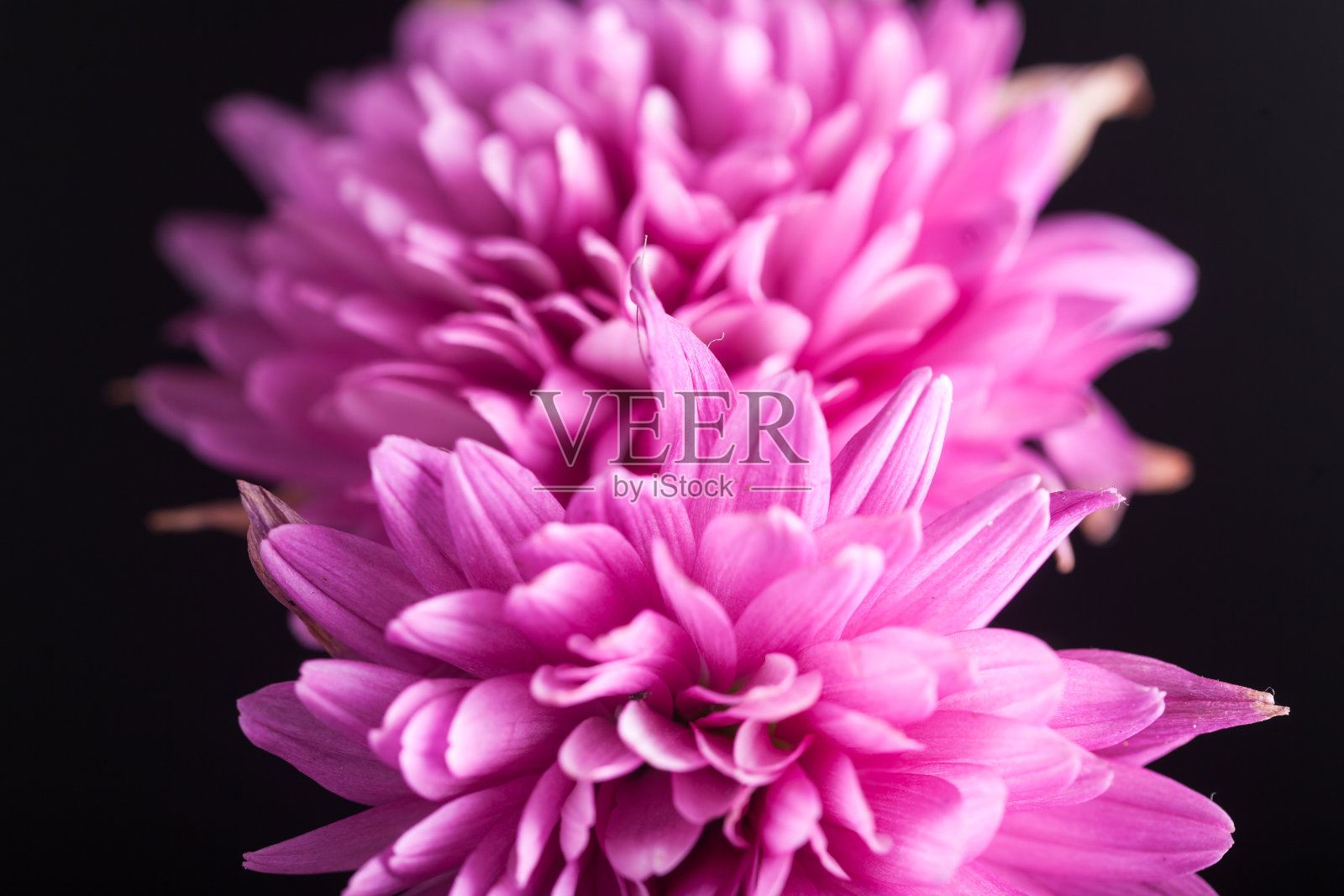 黑色背景的紫色菊花照片摄影图片