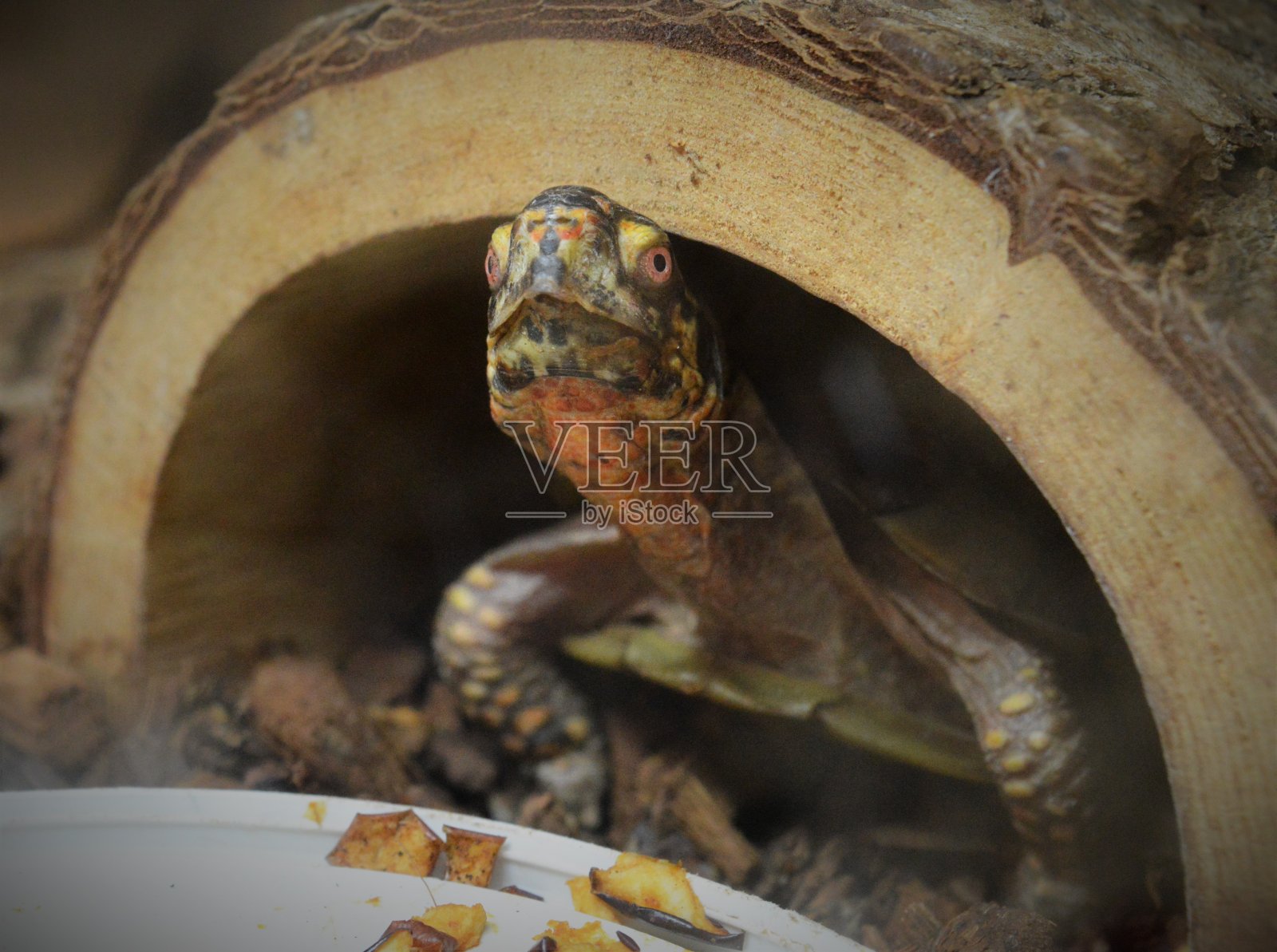 鱼缸里的乌龟照片摄影图片