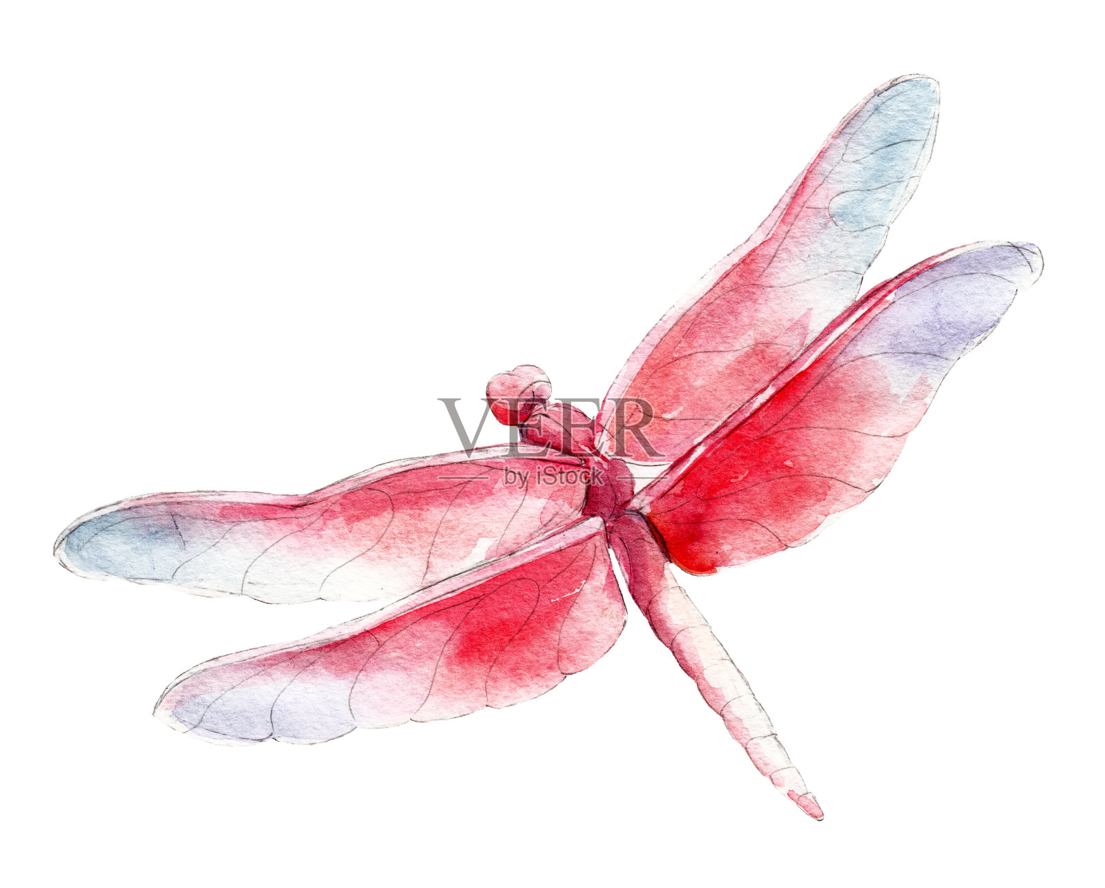 红色的蜻蜓，水彩插图孤立在白色的背景。插画图片素材