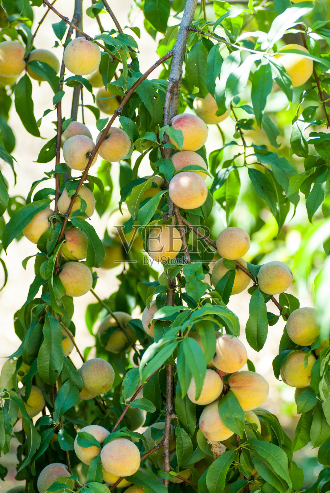 树枝上挂满了成熟美味的桃子，等待收割照片摄影图片