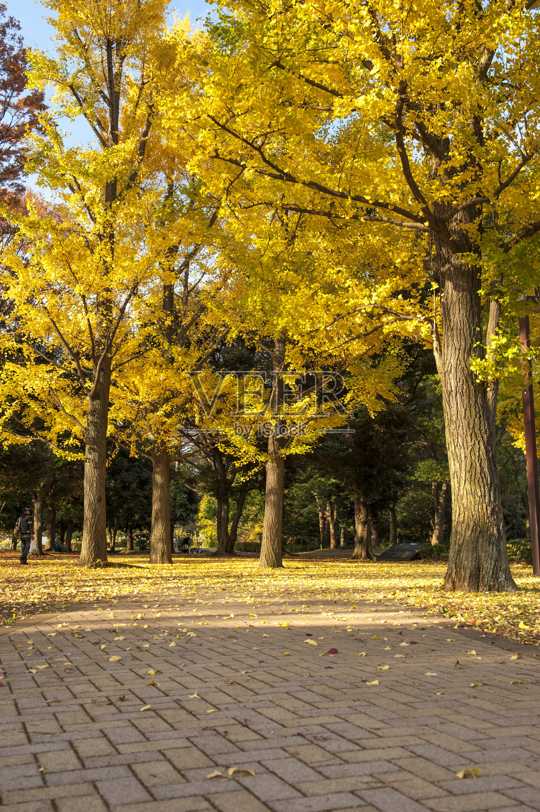 日本东京代代木公园的黄色银杏树。照片摄影图片