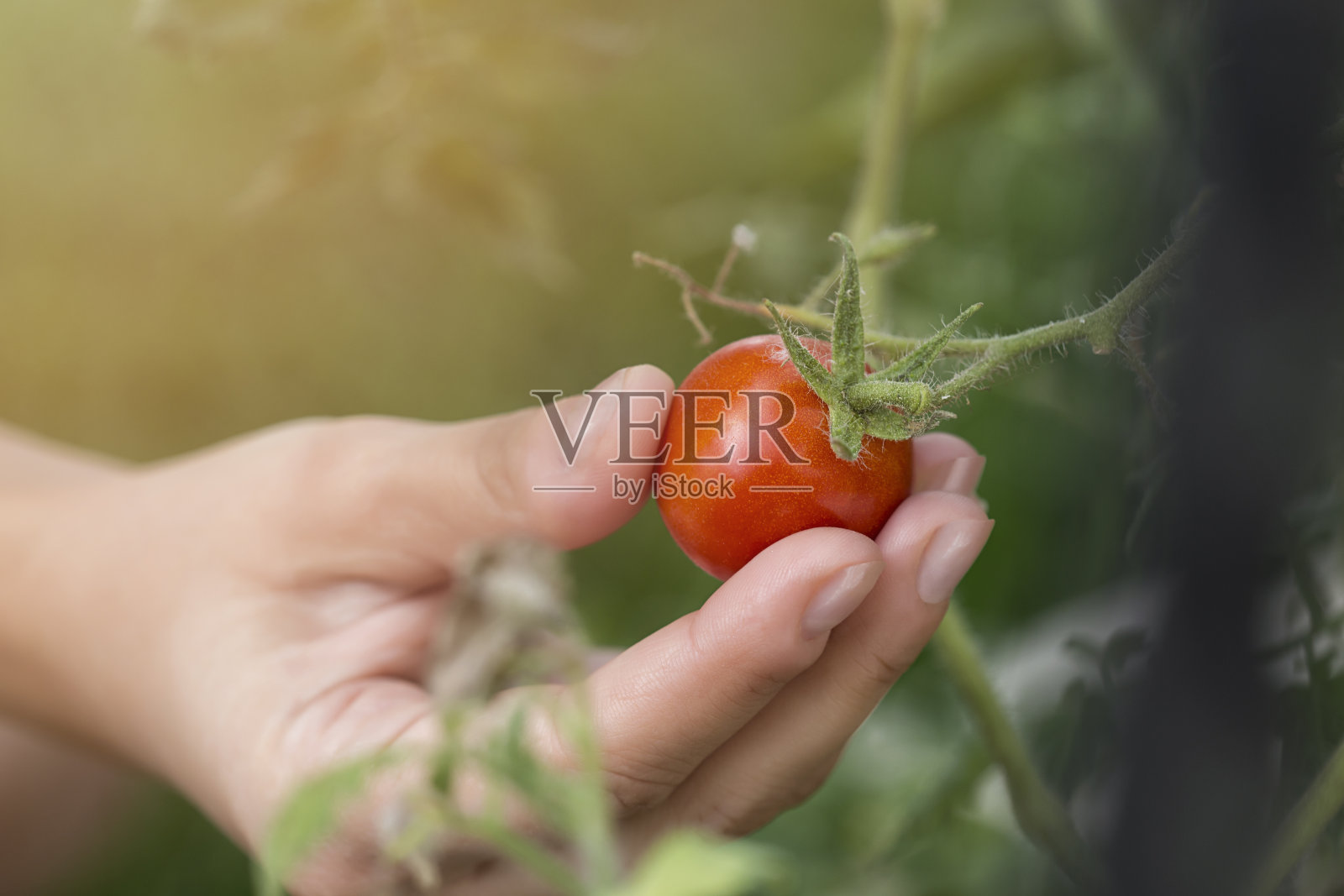 五颜六色的夏日番茄正在被采摘照片摄影图片
