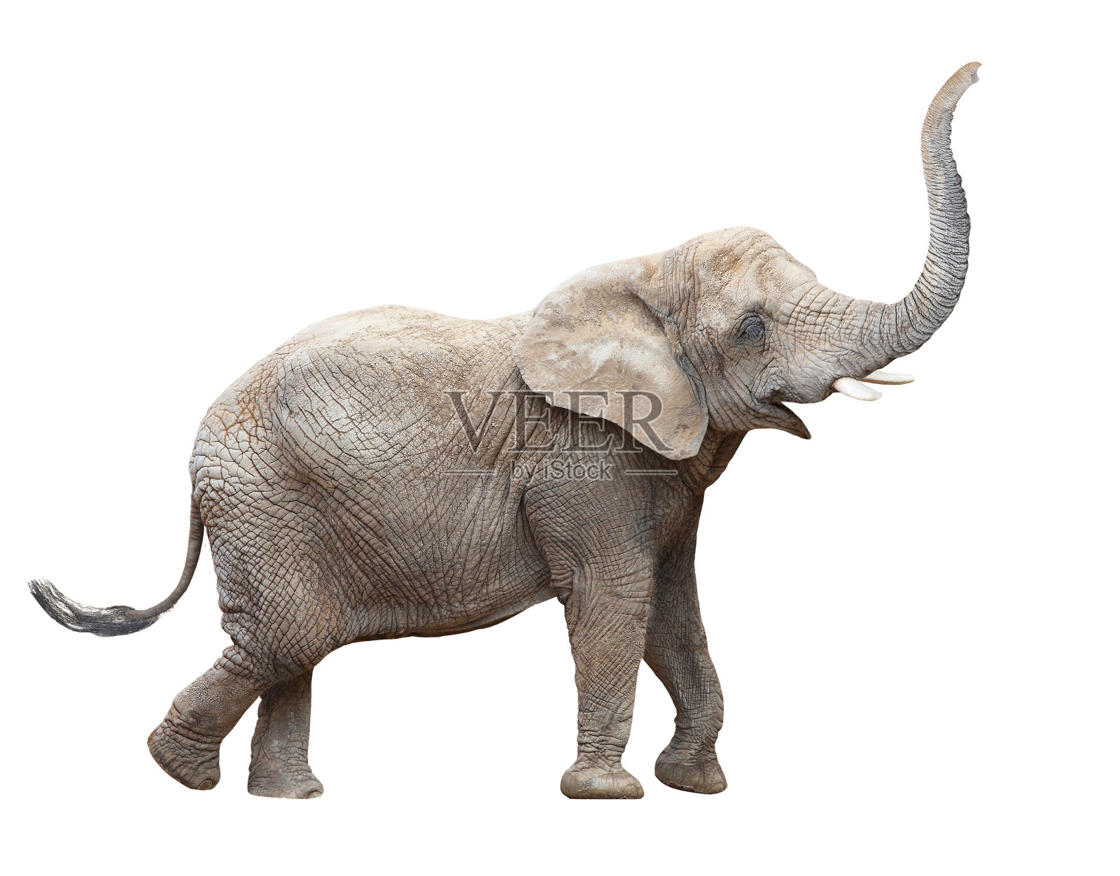非洲象- Loxodonta非洲雌性。照片摄影图片