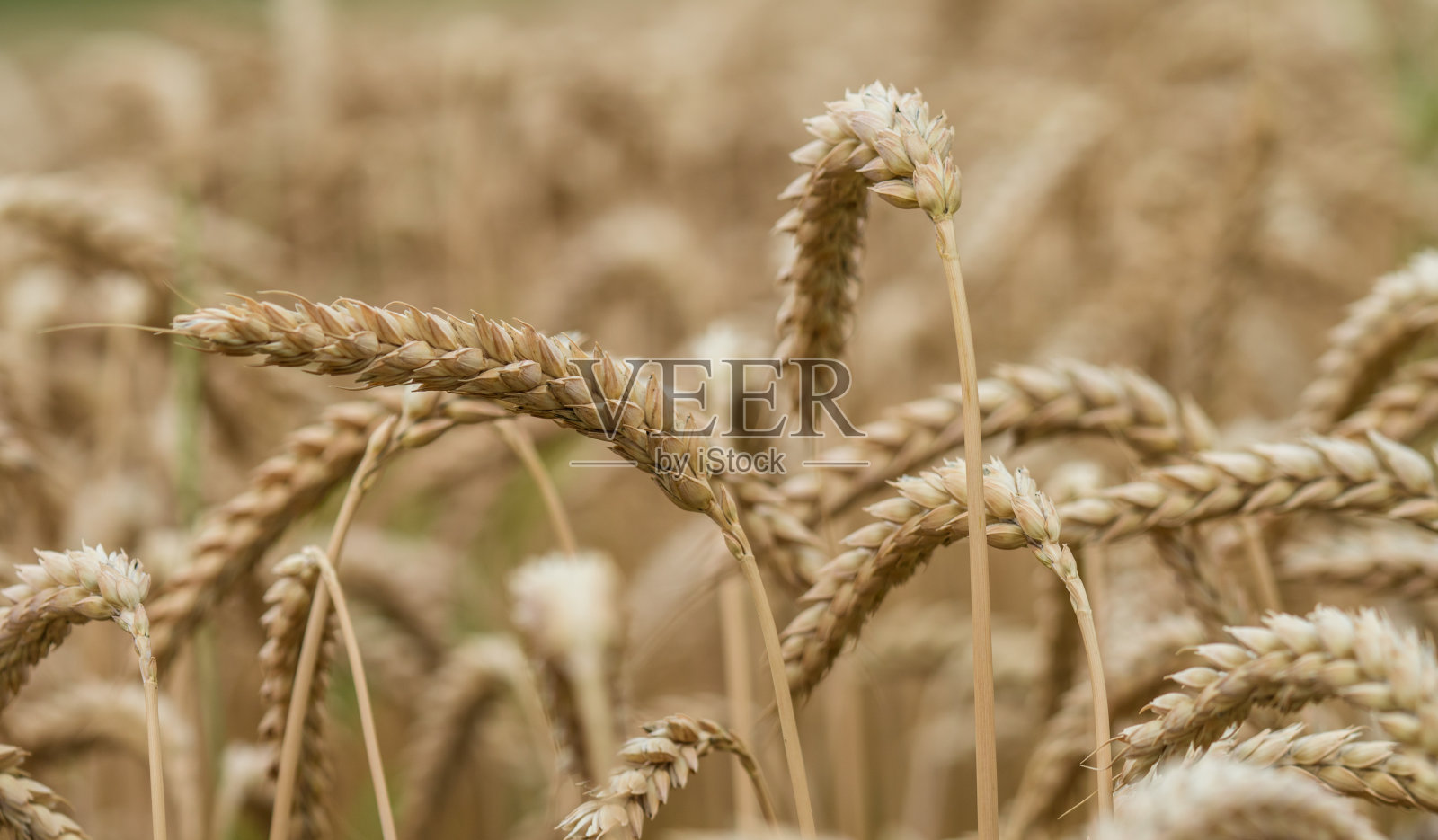 夏天的金色小麦照片摄影图片