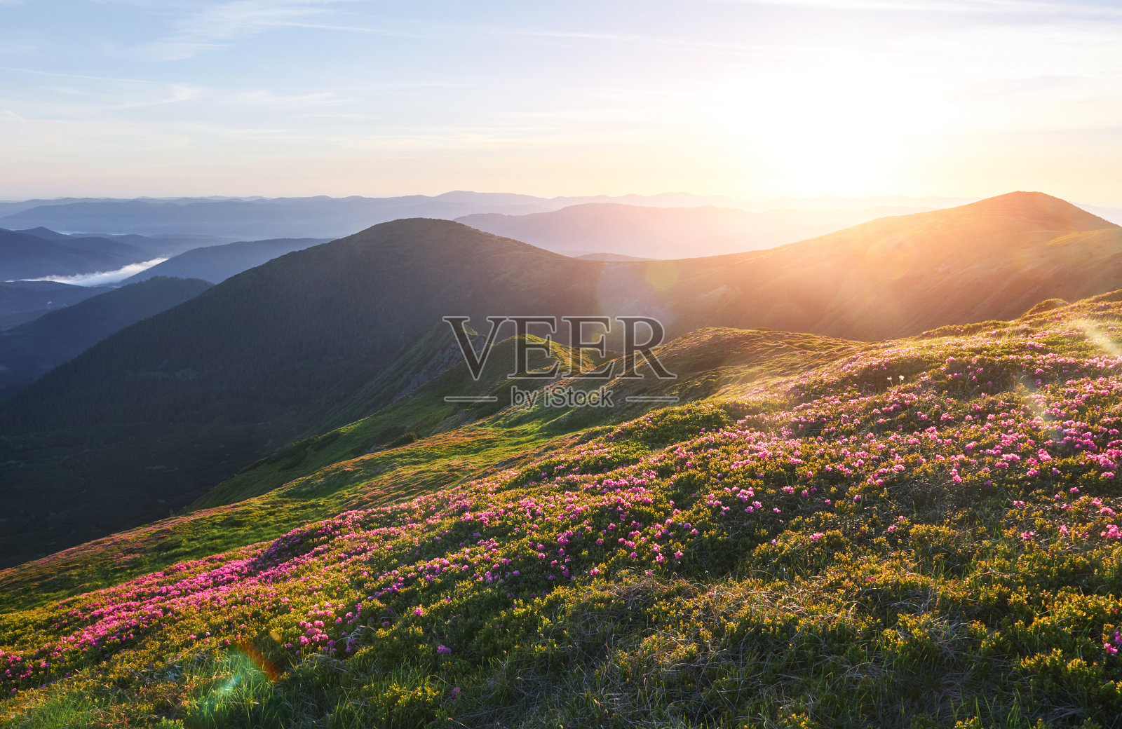 杜鹃花盛开在山上一个美丽的地方。美丽的日落。一个阳光明媚的夏日，山上盛开的杜鹃花。喀尔巴阡山脉的,乌克兰。照片摄影图片