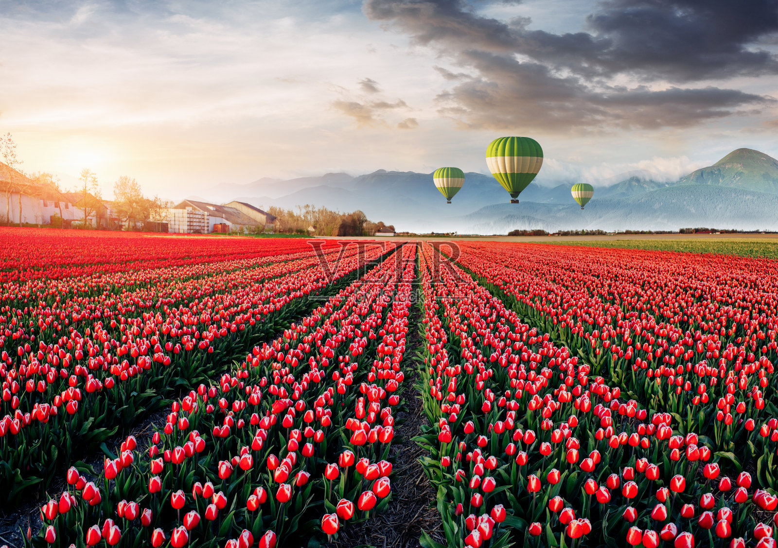 荷兰美丽的红色郁金香田。背景中的气球。美妙的春天事件照片摄影图片