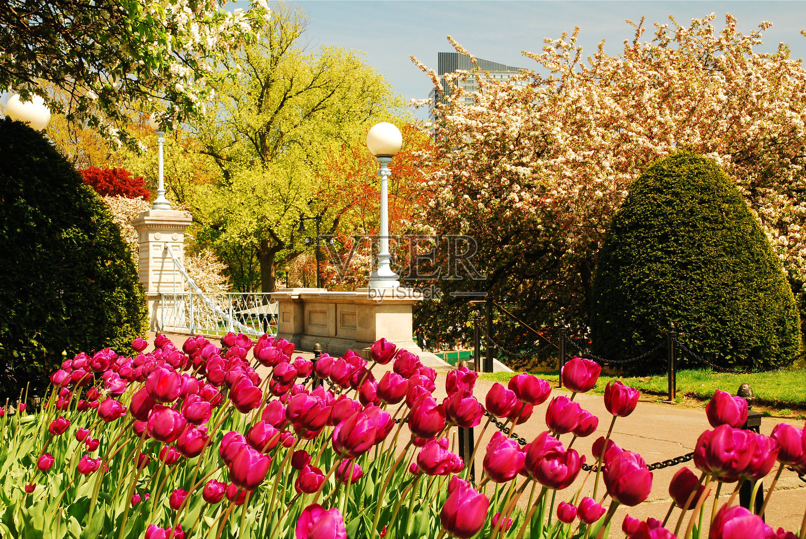 波士顿公共花园盛开的郁金香照片摄影图片