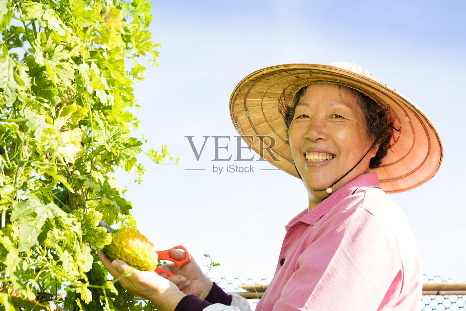 在蔬菜农场工作的年长妇女农民照片摄影图片