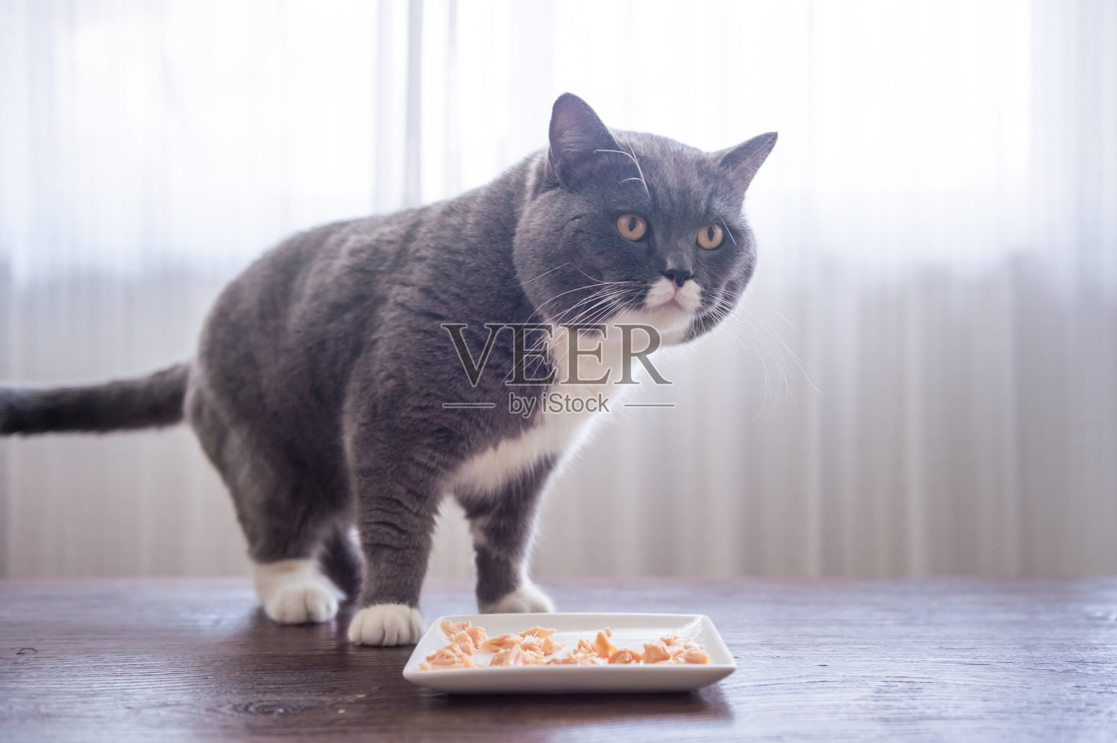 灰色的英国短毛猫吃肉照片摄影图片