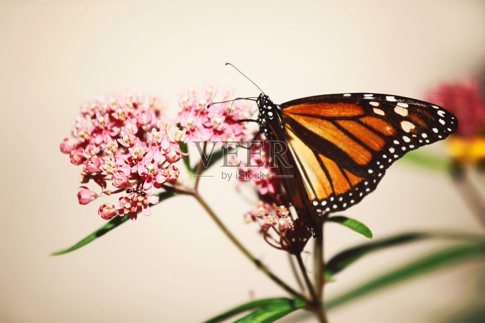 马利筋上的帝王蝶照片摄影图片